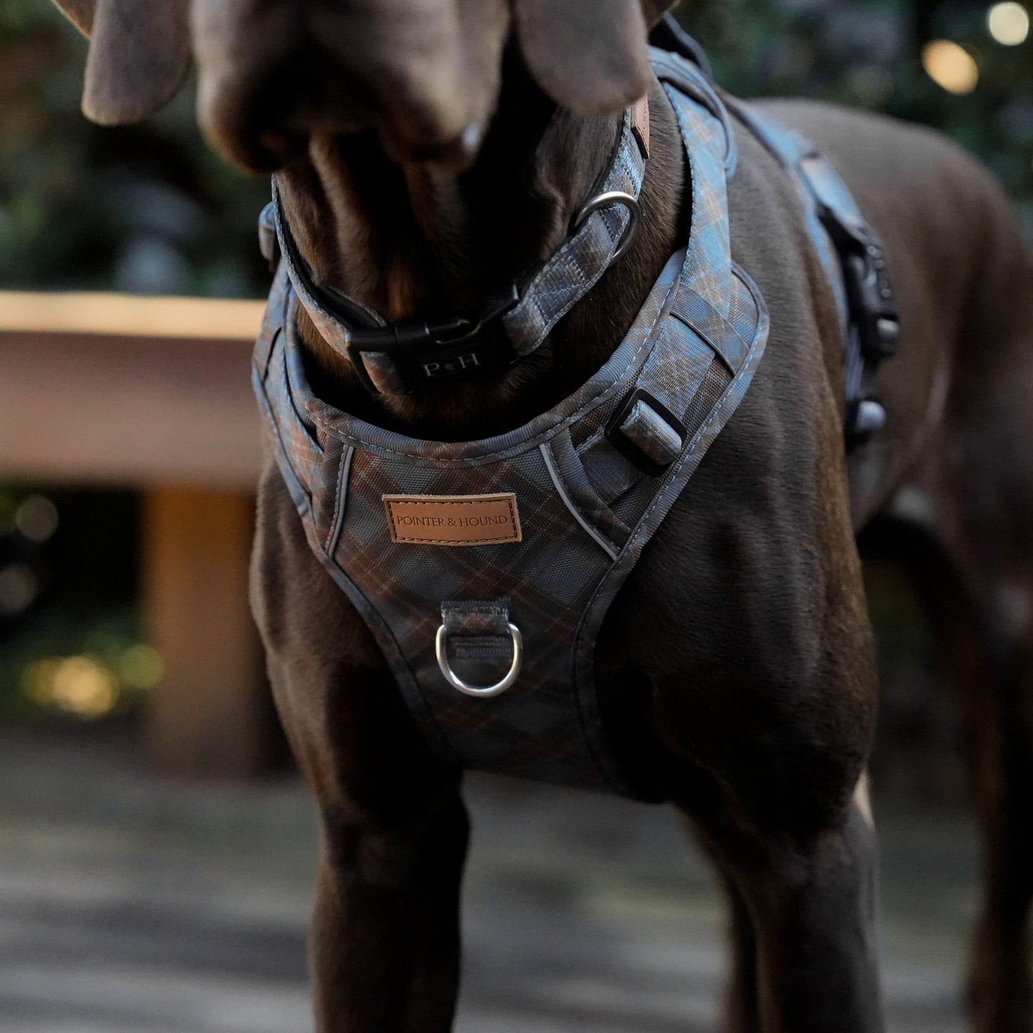 Signature Harness - Blue Tartan