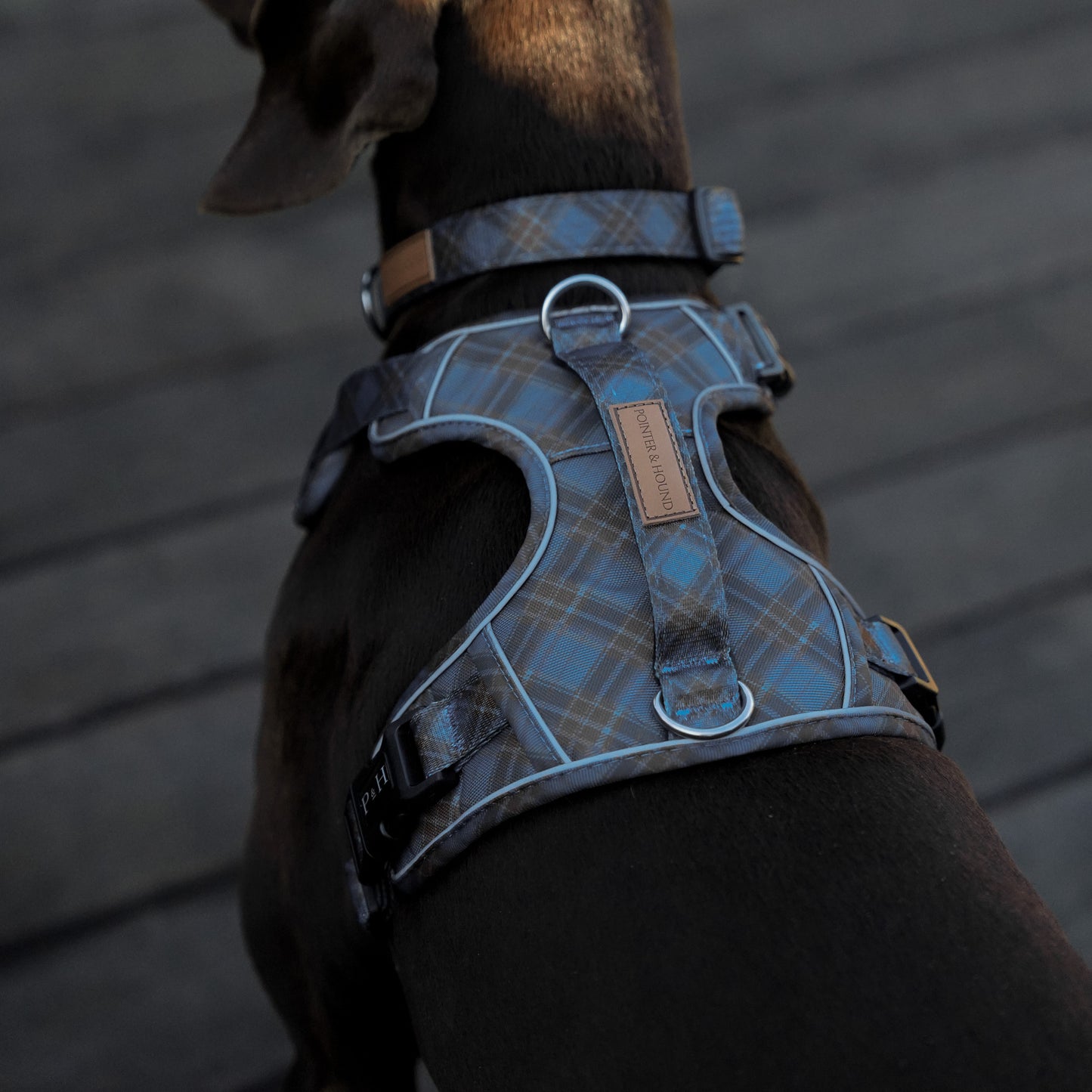 Signature Harness - Blue Tartan