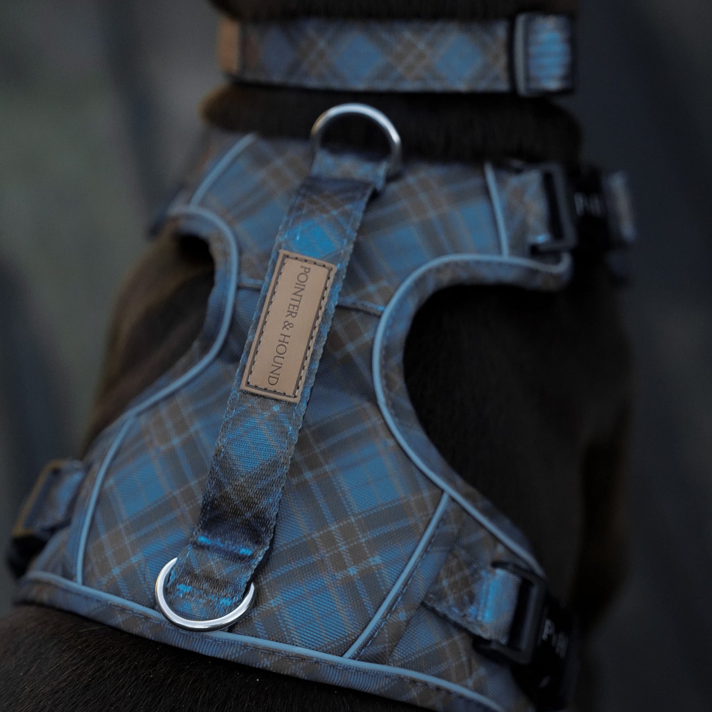 Signature Harness - Blue Tartan