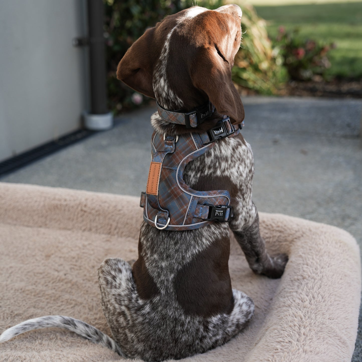 Signature Harness - Blue Tartan