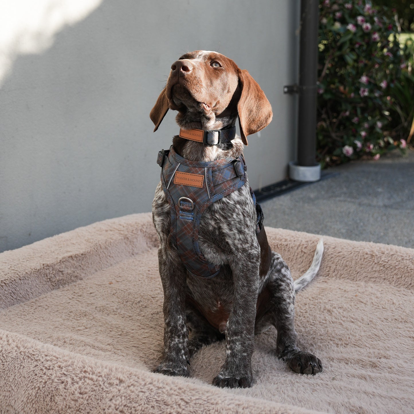Signature Harness - Blue Tartan