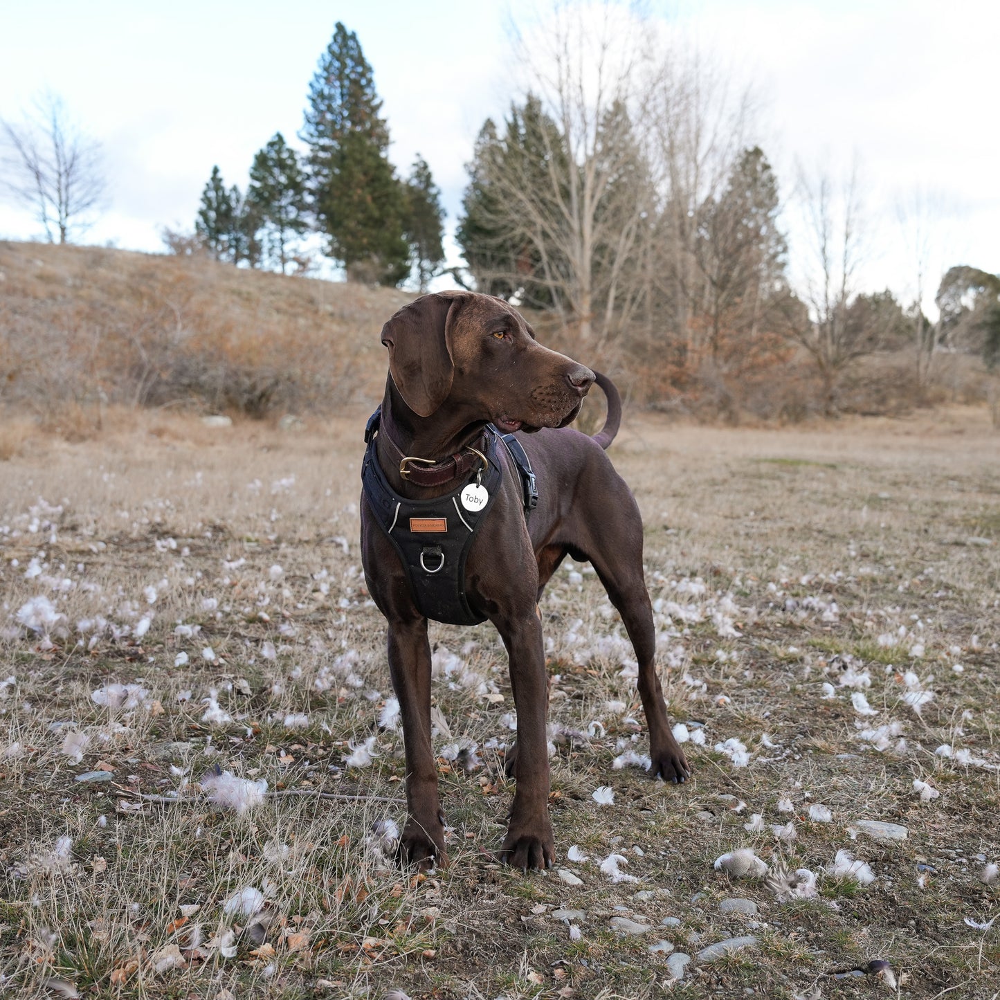Signature Harness - Black