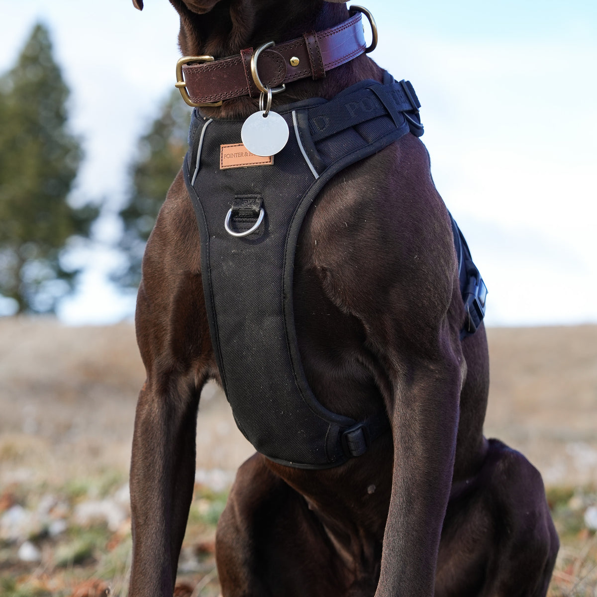 Signature Harness - Black – Pointer & Hound