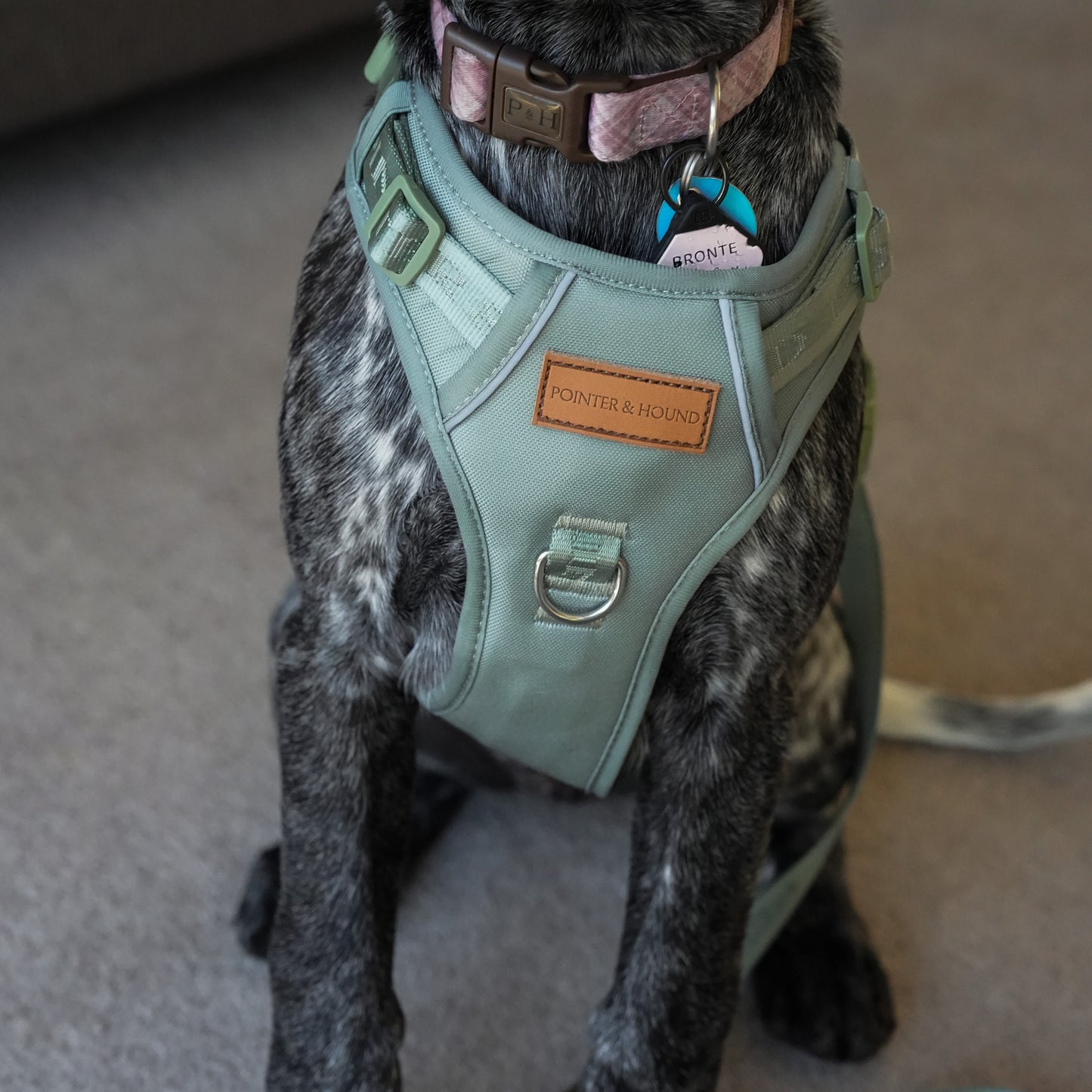 Signature Harness - Eucalyptus