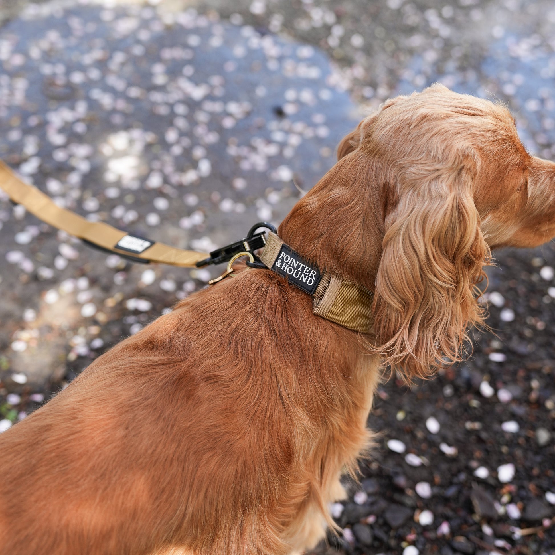 Spaniel Puppy First Collar BLUE Striped Dog Collar Sizes — Reg&Bob