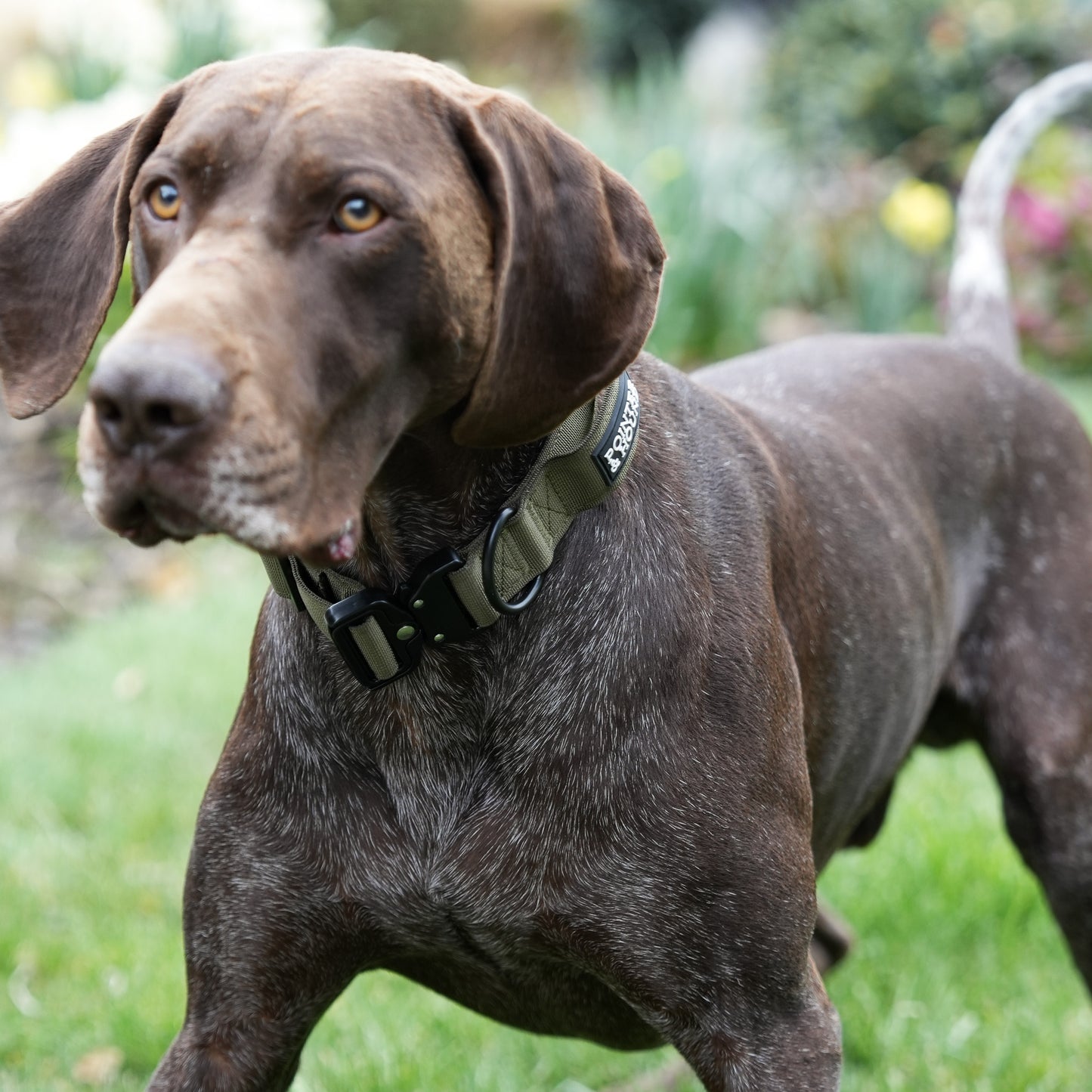 Tactical Collar + Leash Combo - Army Green