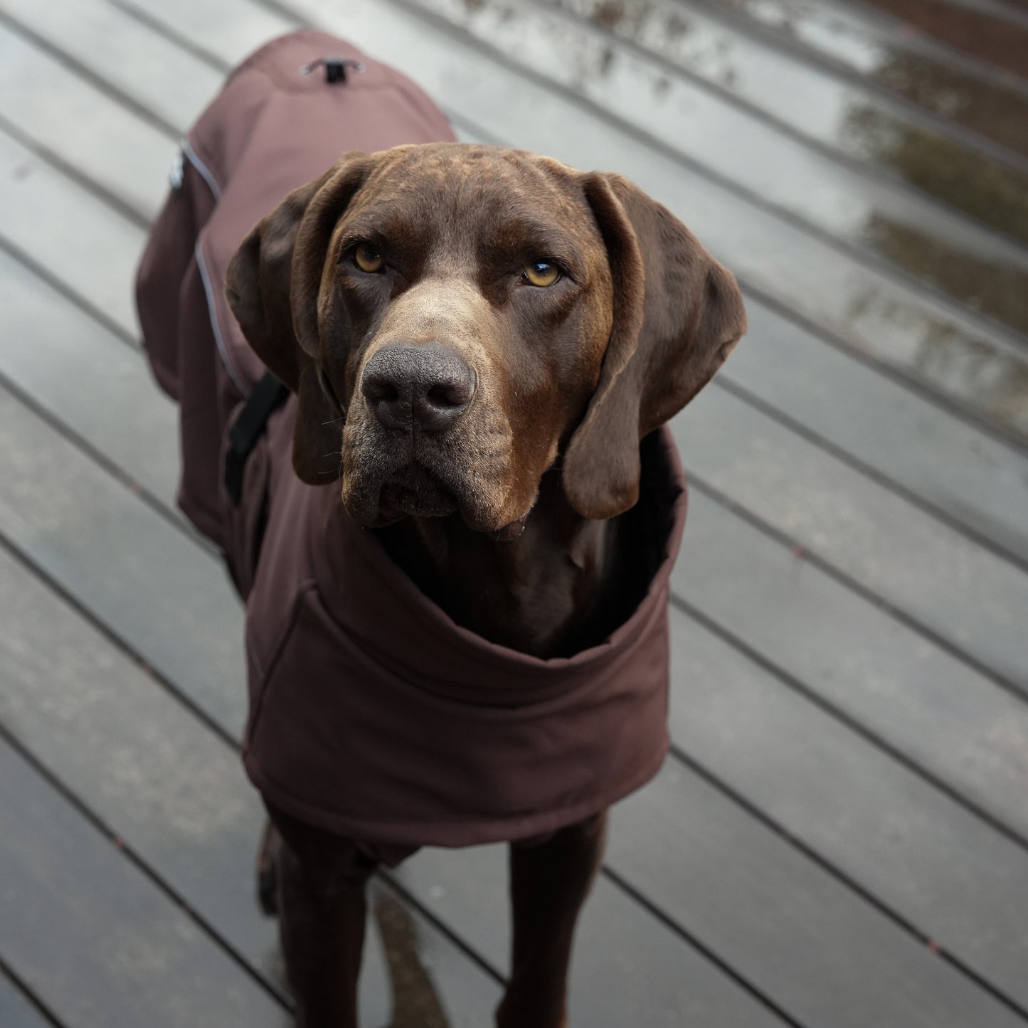 Waterproof Jacket - Maroon