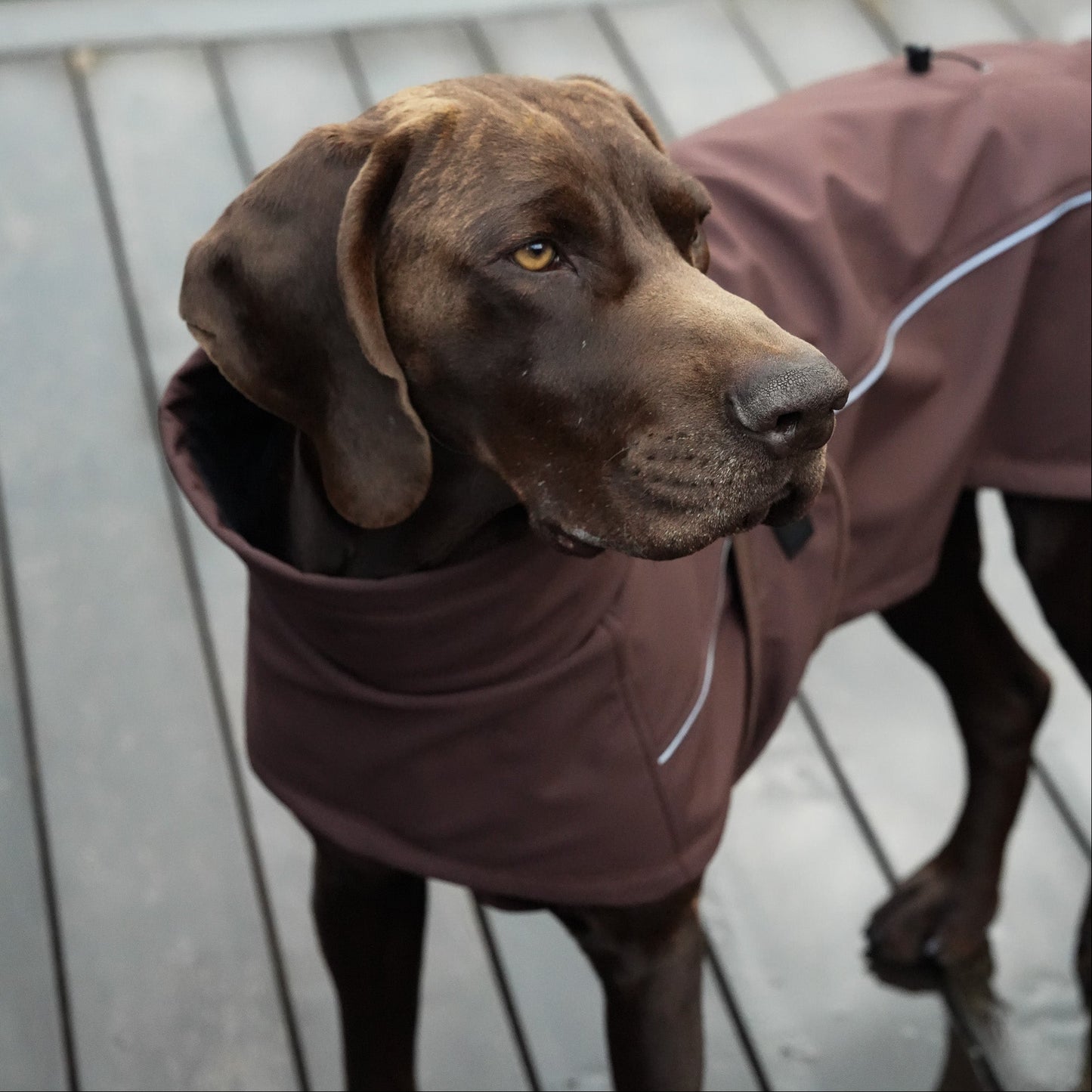Waterproof Jacket - Maroon