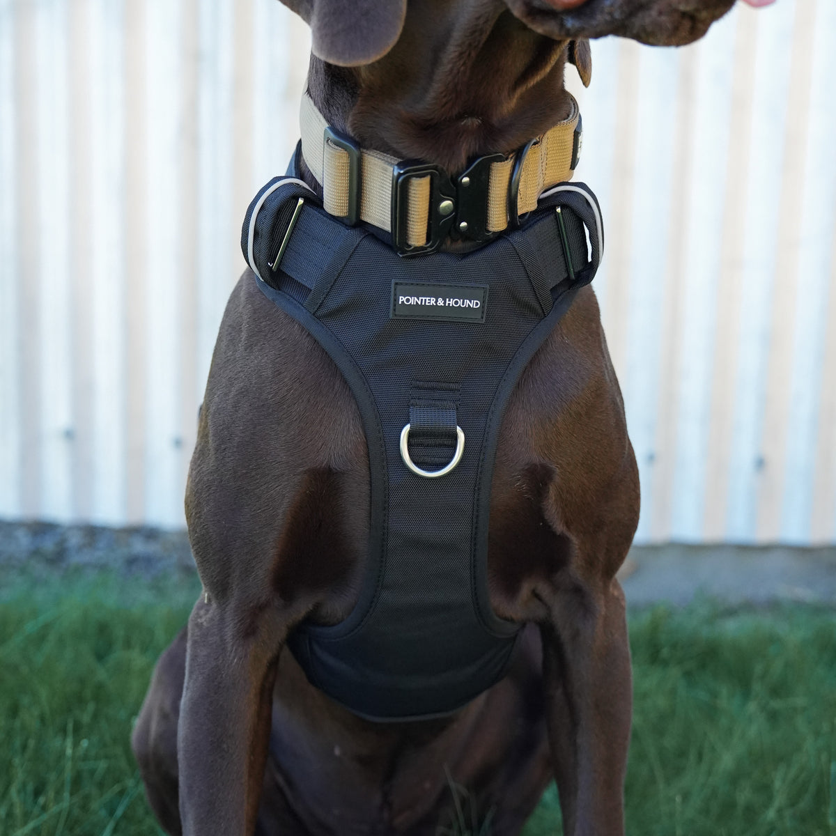 Tactical Harness - Black – Pointer & Hound