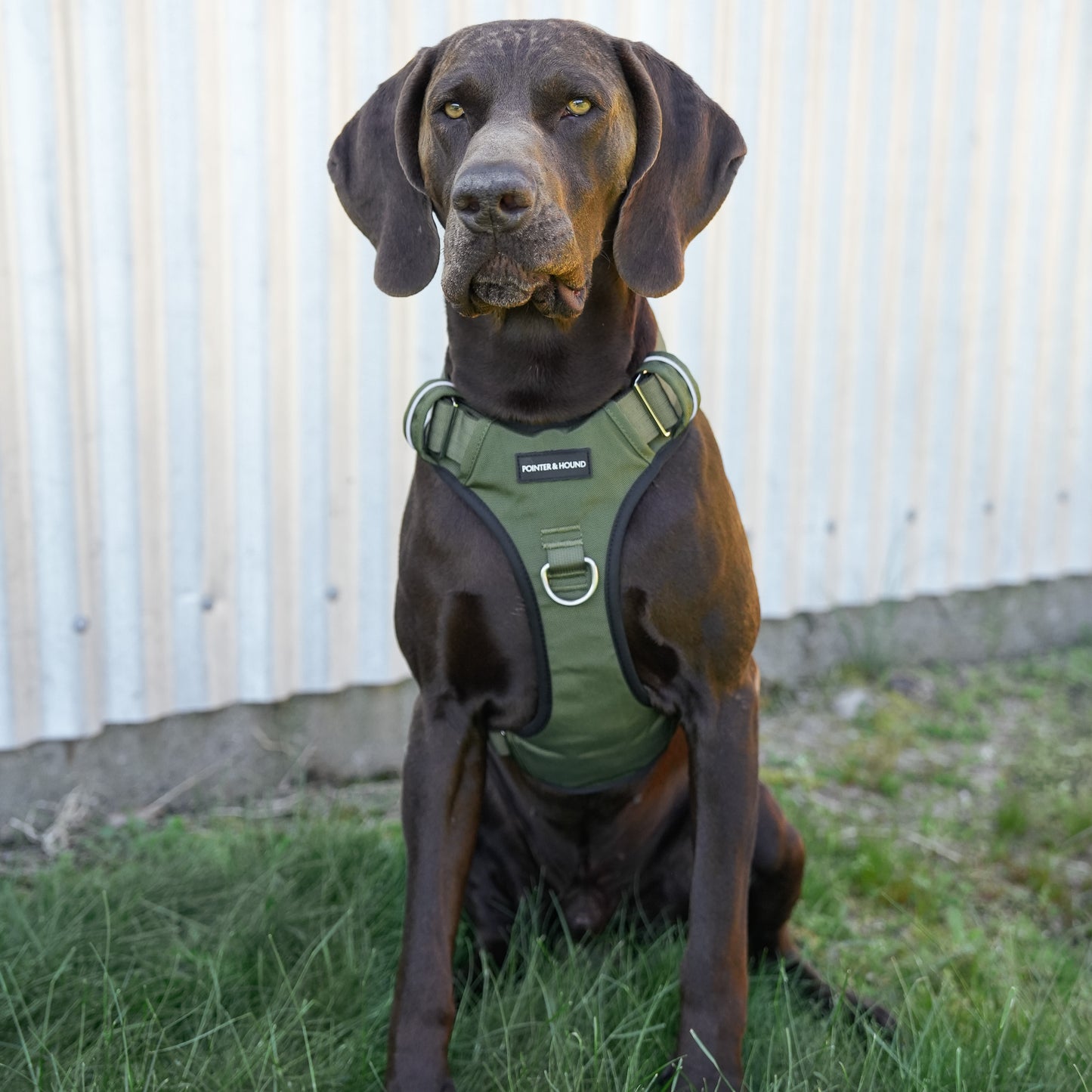 Tactical Harness - Army Green