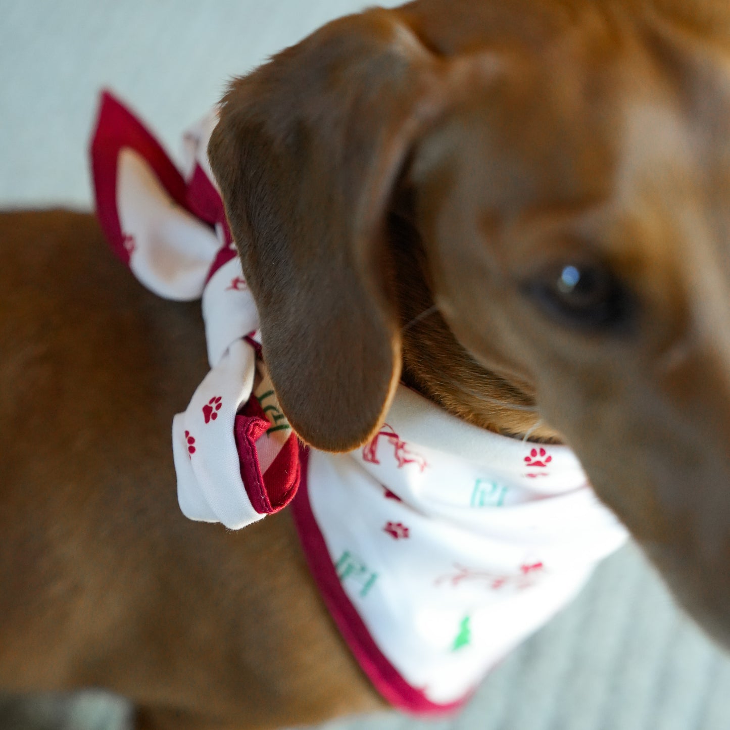 Christmas Bandana
