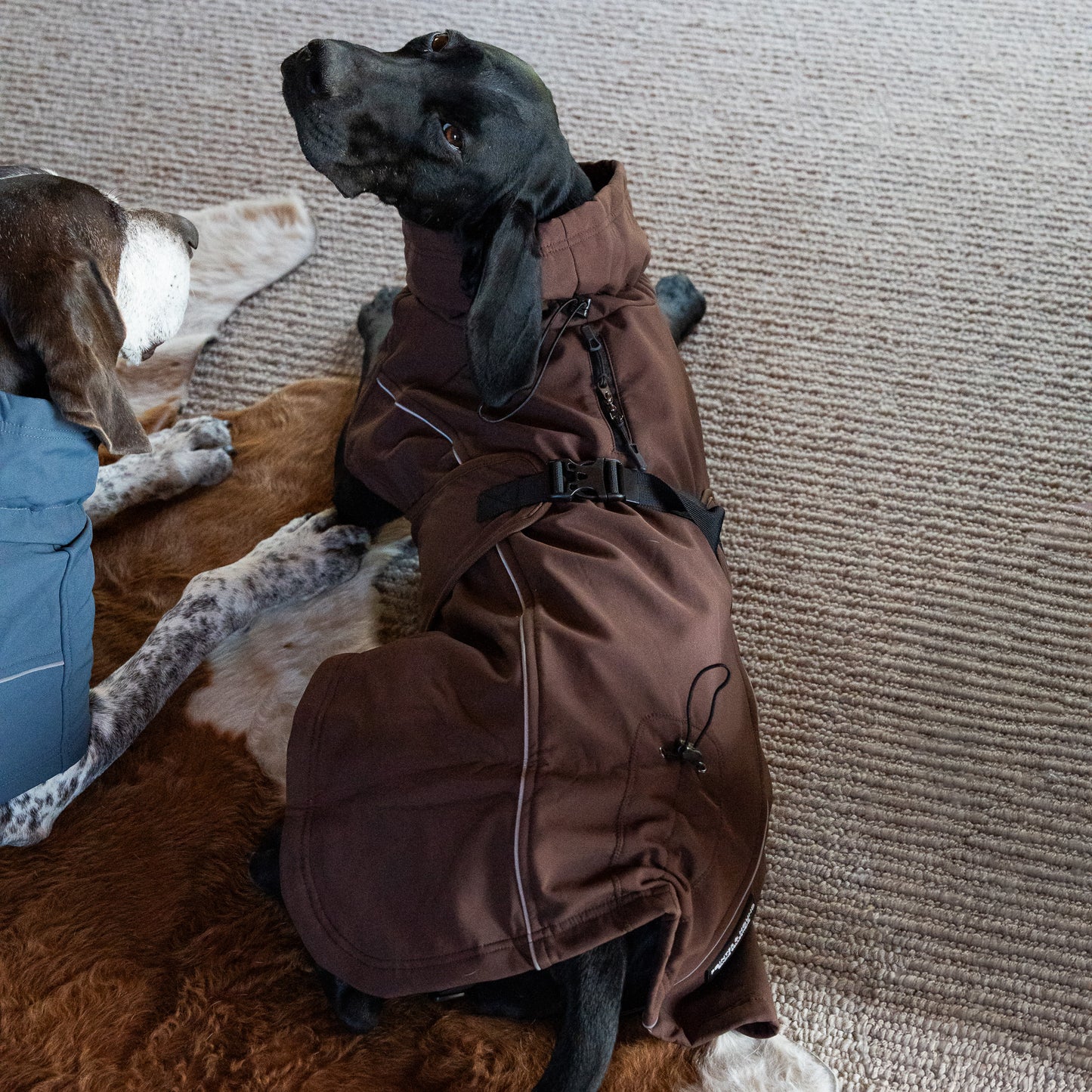 Waterproof Jacket - Maroon Brown