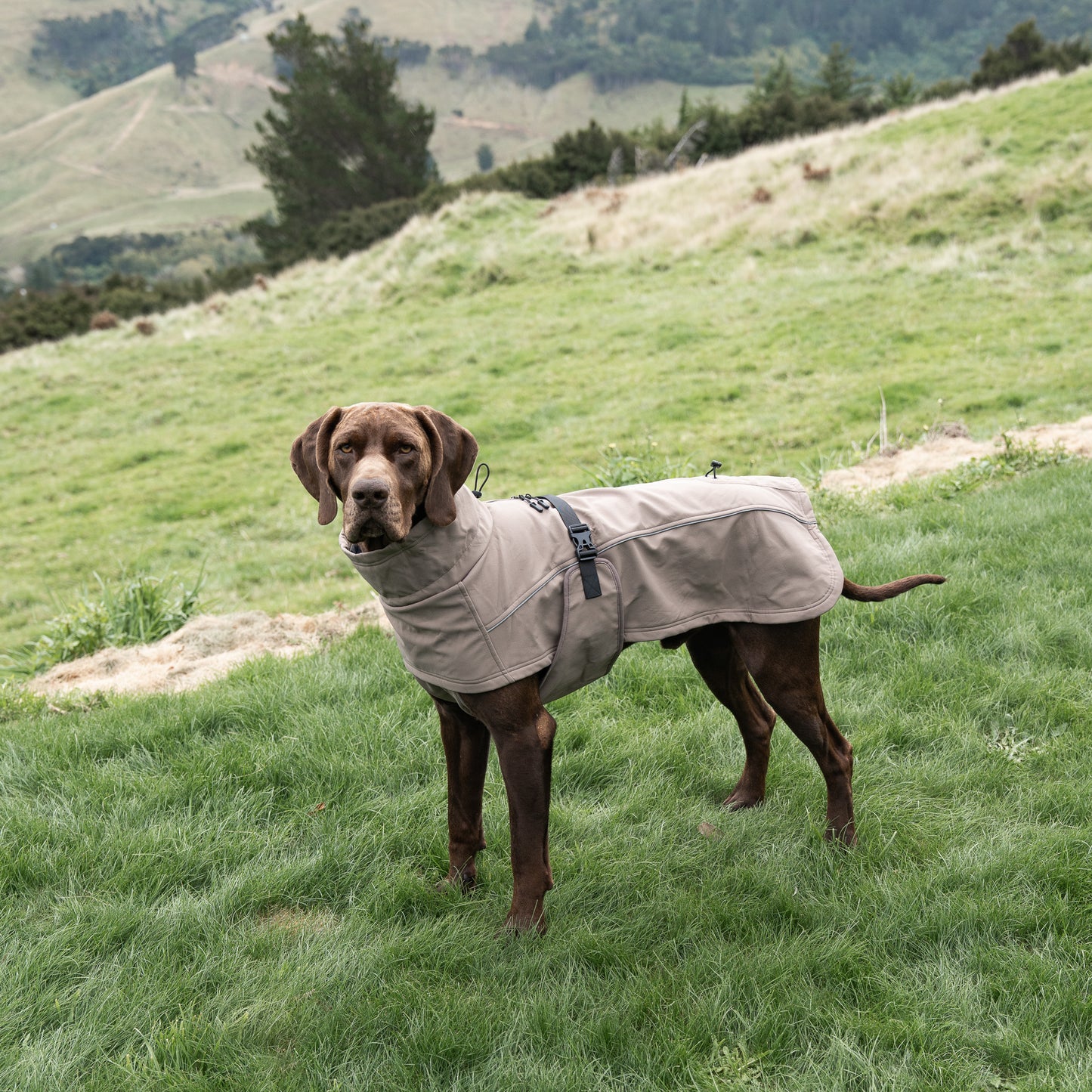 Waterproof Jacket - Mushroom
