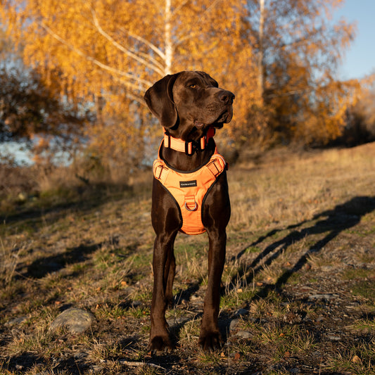 Tactical Harness - Blaze Orange
