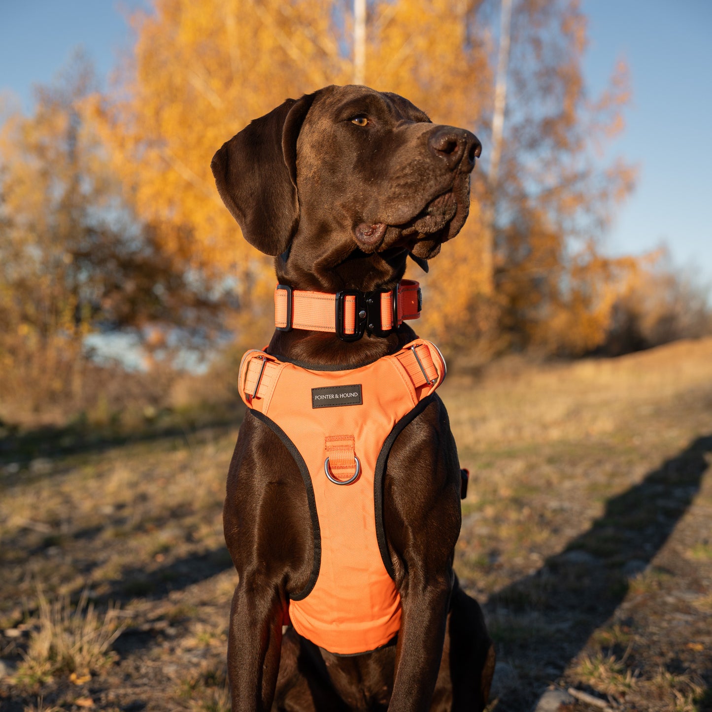 Tactical Collar - Blaze Orange