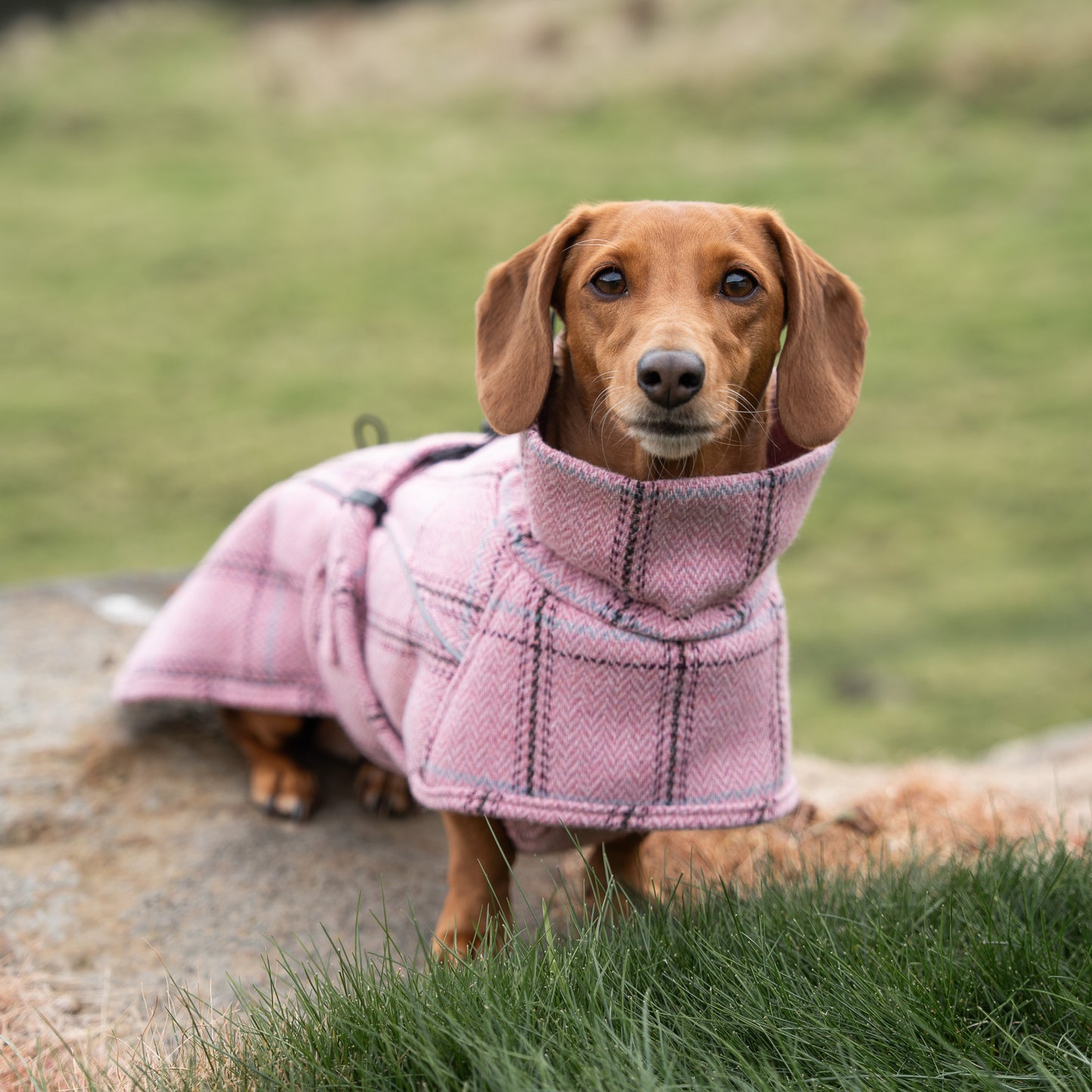 Highland Coat - Pink
