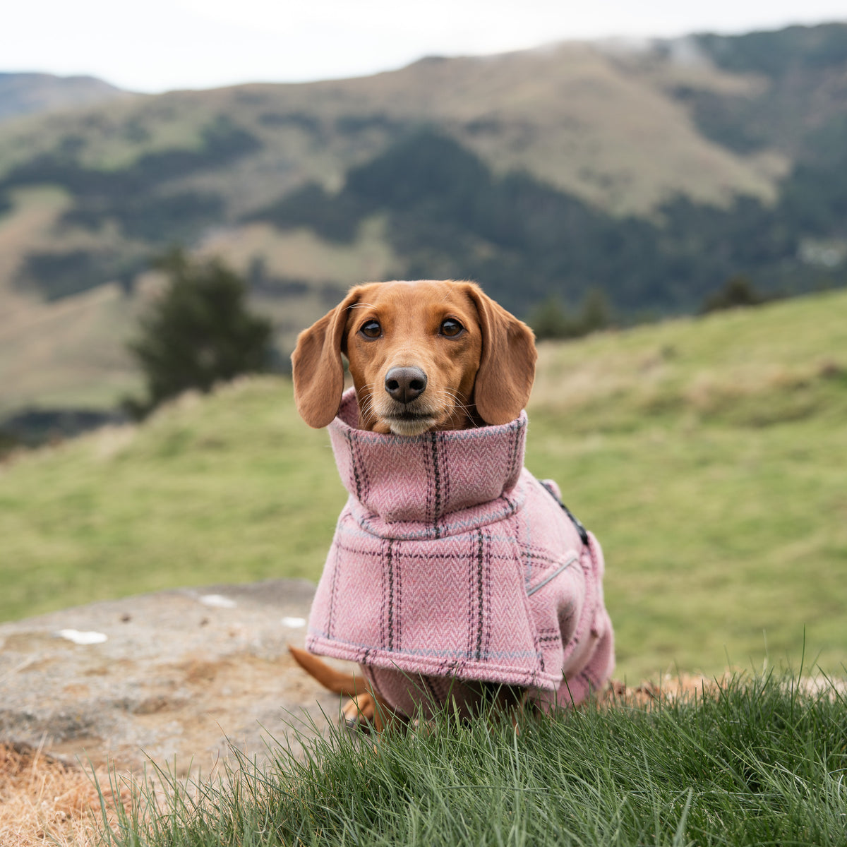 Highland Coat - Pink