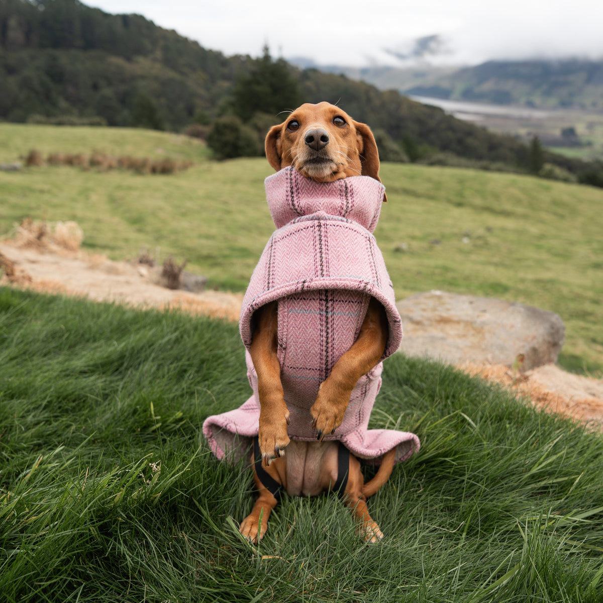 Highland Coat - Pink