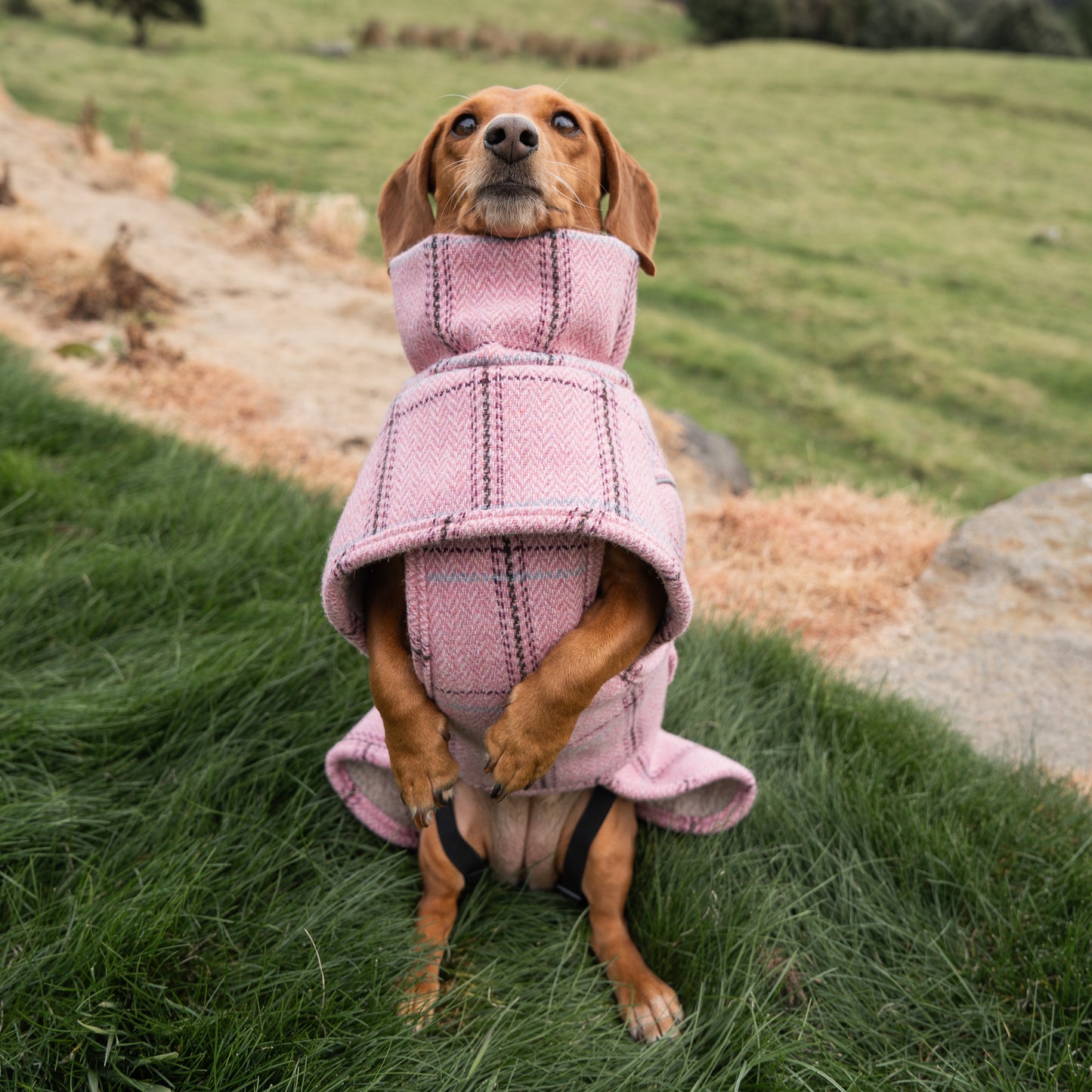 Highland Coat - Pink