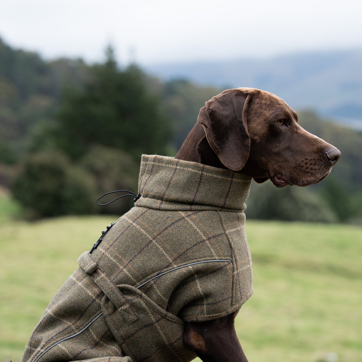 Highland Coat - Olive