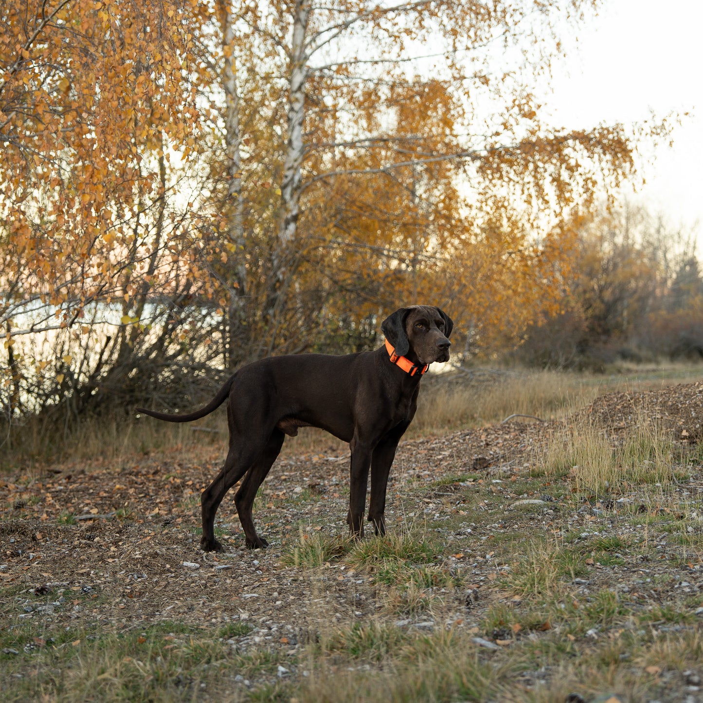 Tactical Collar - Blaze Orange
