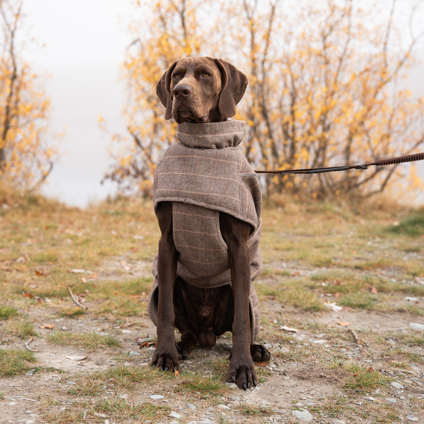 Highland Coat - Brown