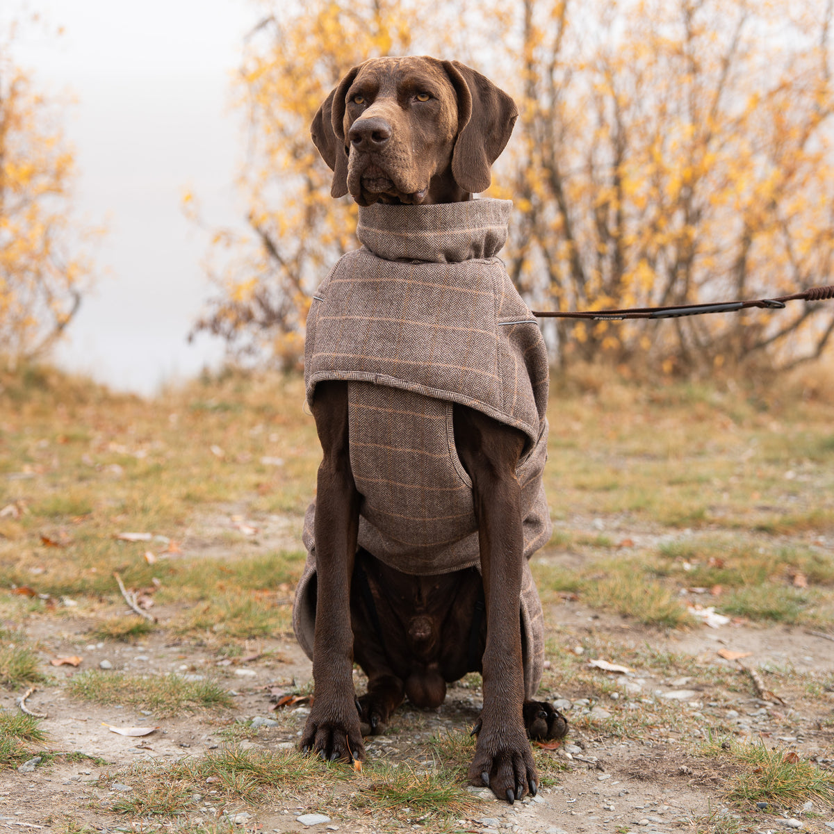 Highland Coat - Brown