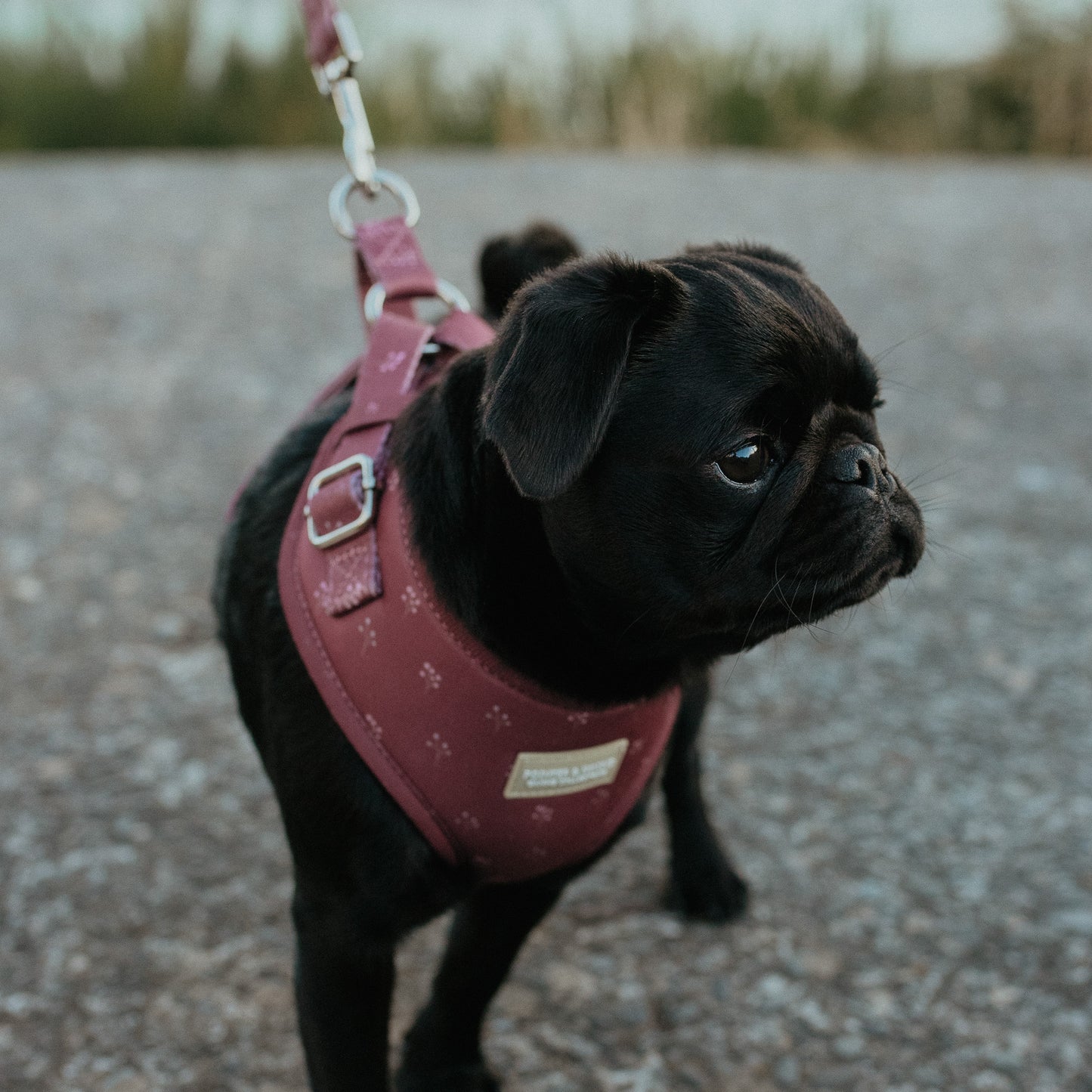 Classic Harness - Flower Print