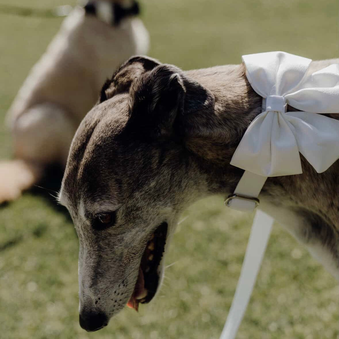 Wedding Set - White Bow