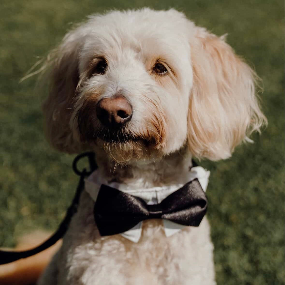 Wedding Set - Black Bow Tie
