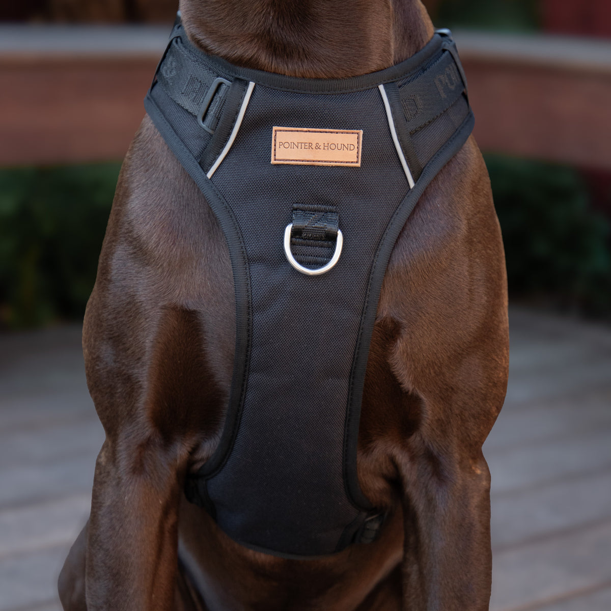 Signature Harness - Black – Pointer & Hound