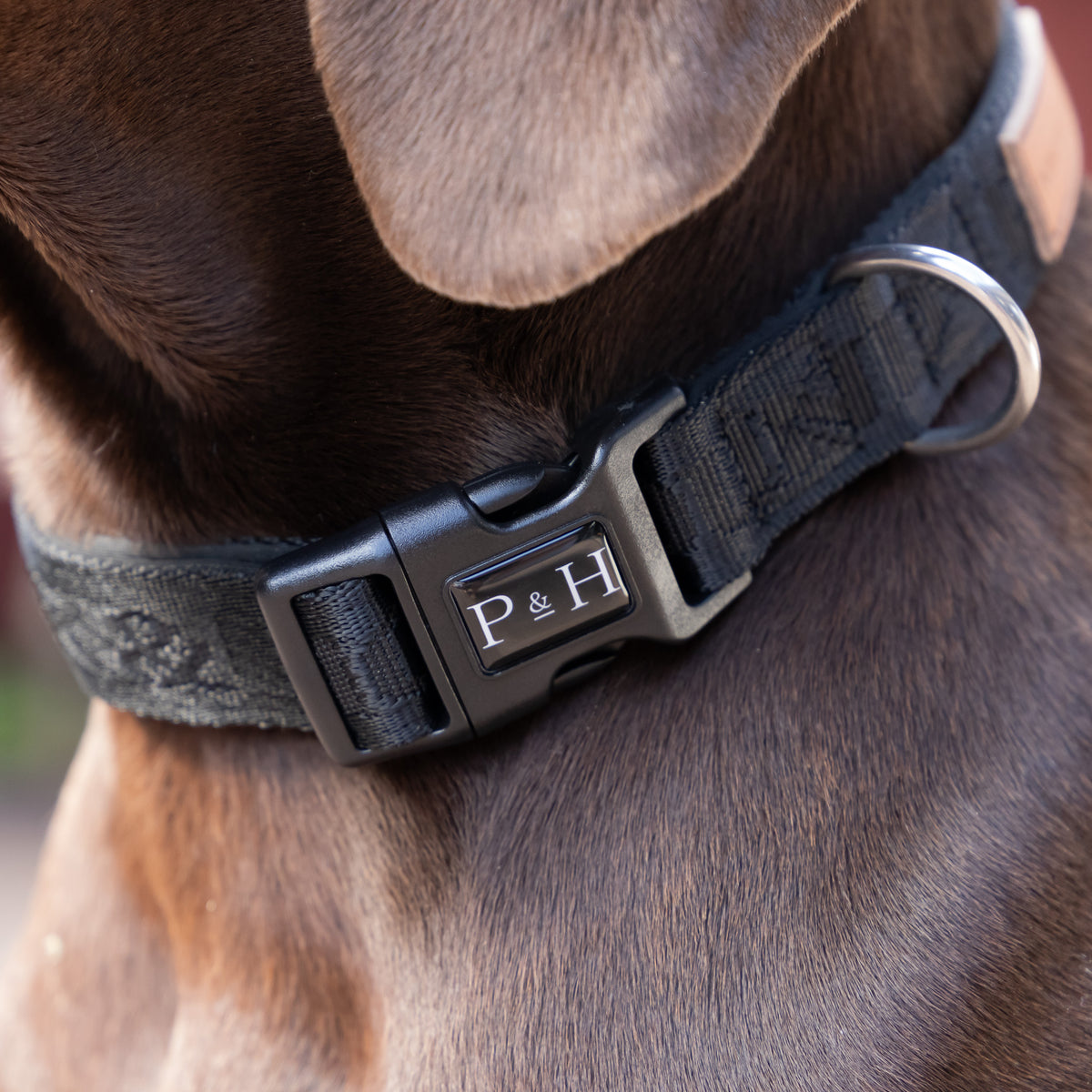 Signature Collar - Black – Pointer & Hound