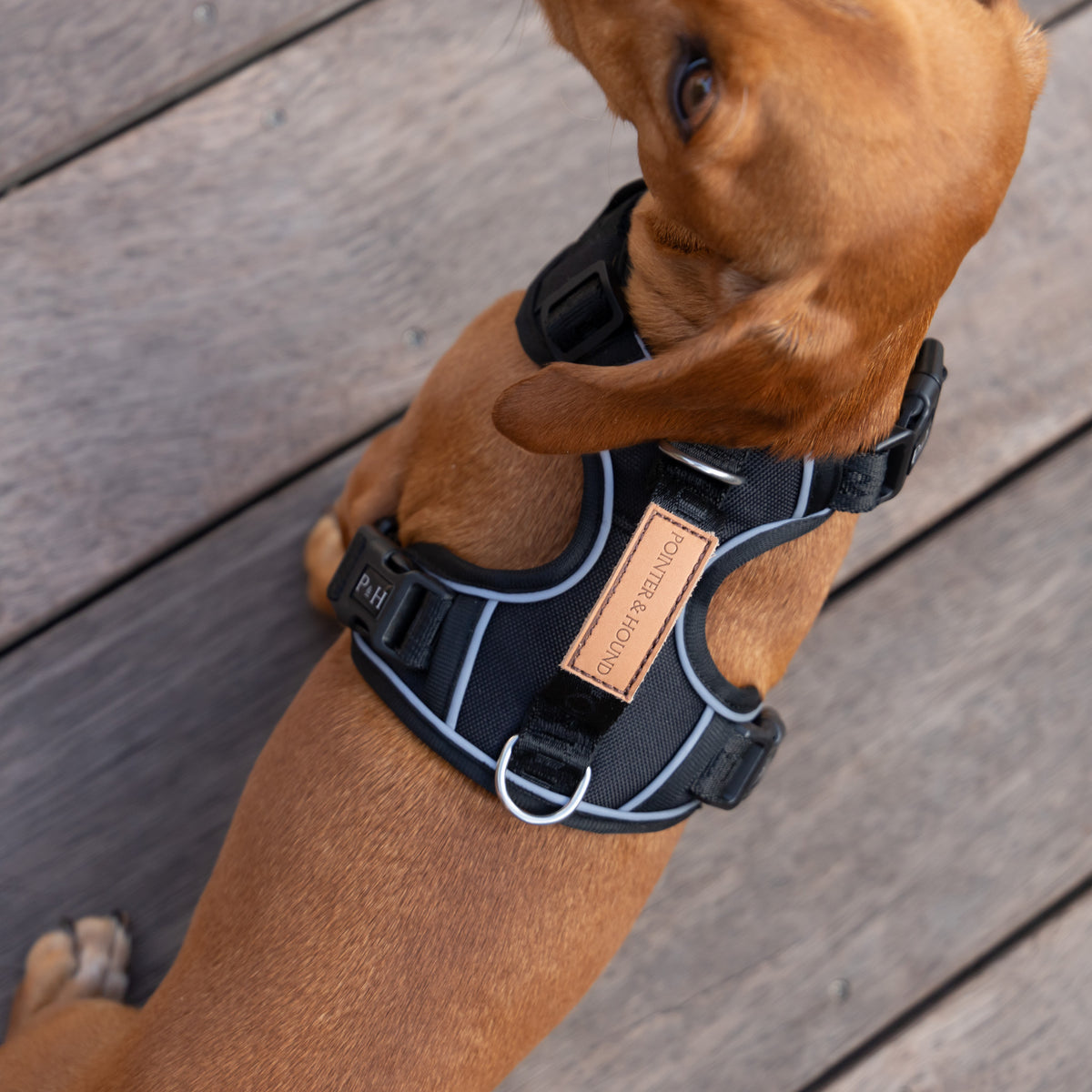 Signature Harness - Black – Pointer & Hound