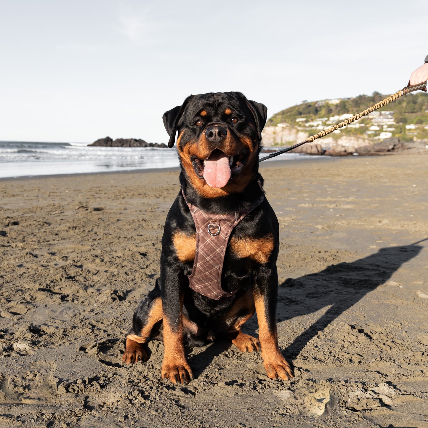 Signature Harness - Brown Tartan