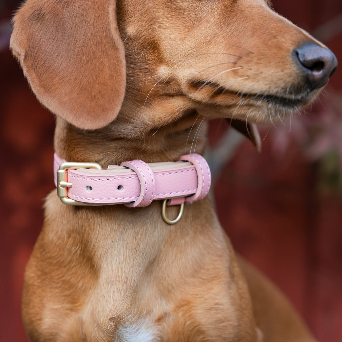 Padded Leather Collars