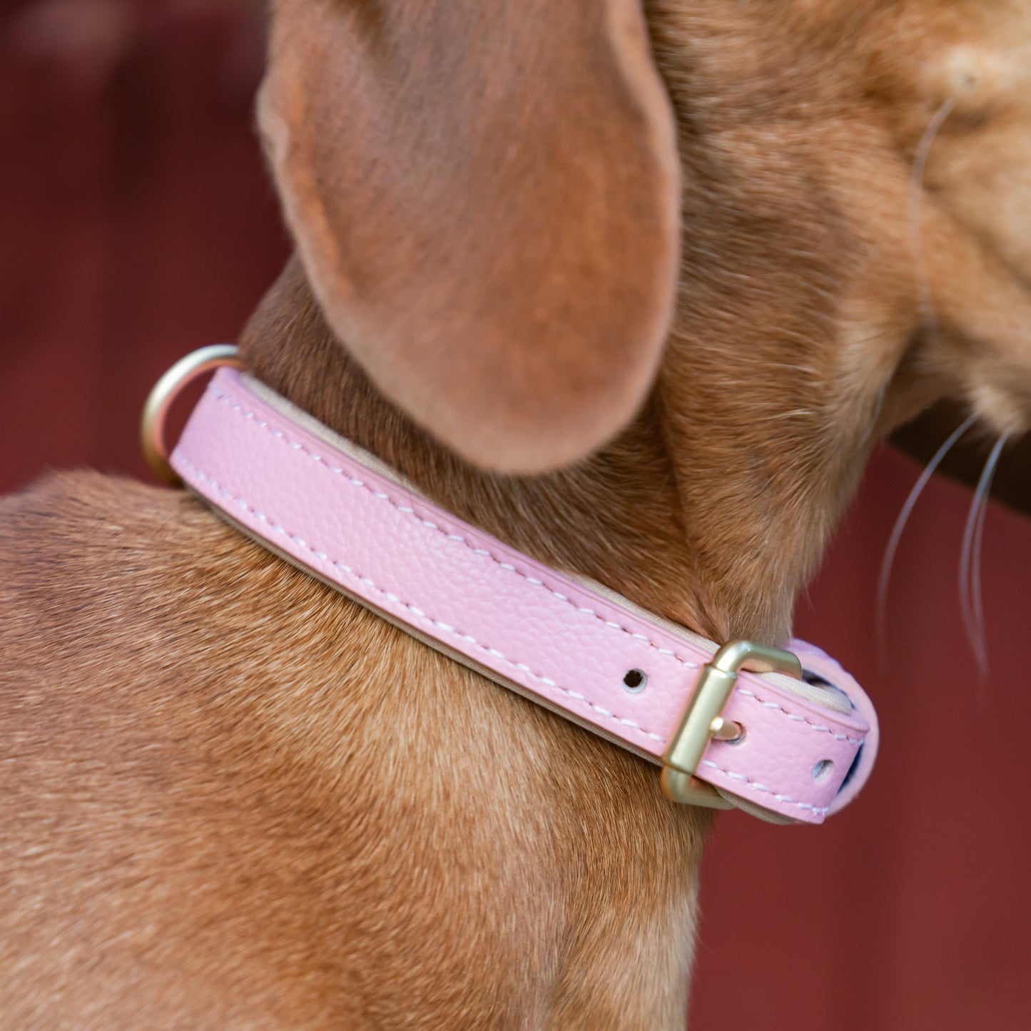 Padded Leather Collars