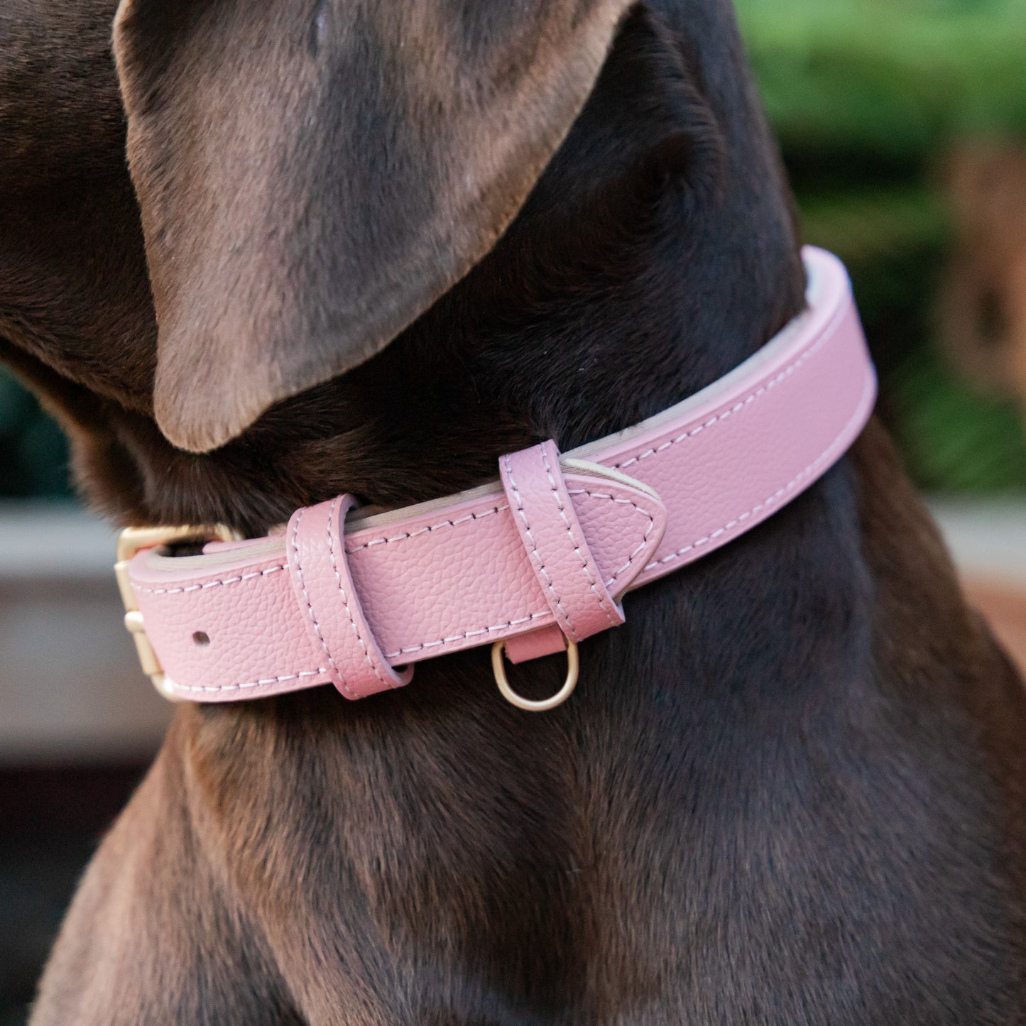 Padded Leather Collars