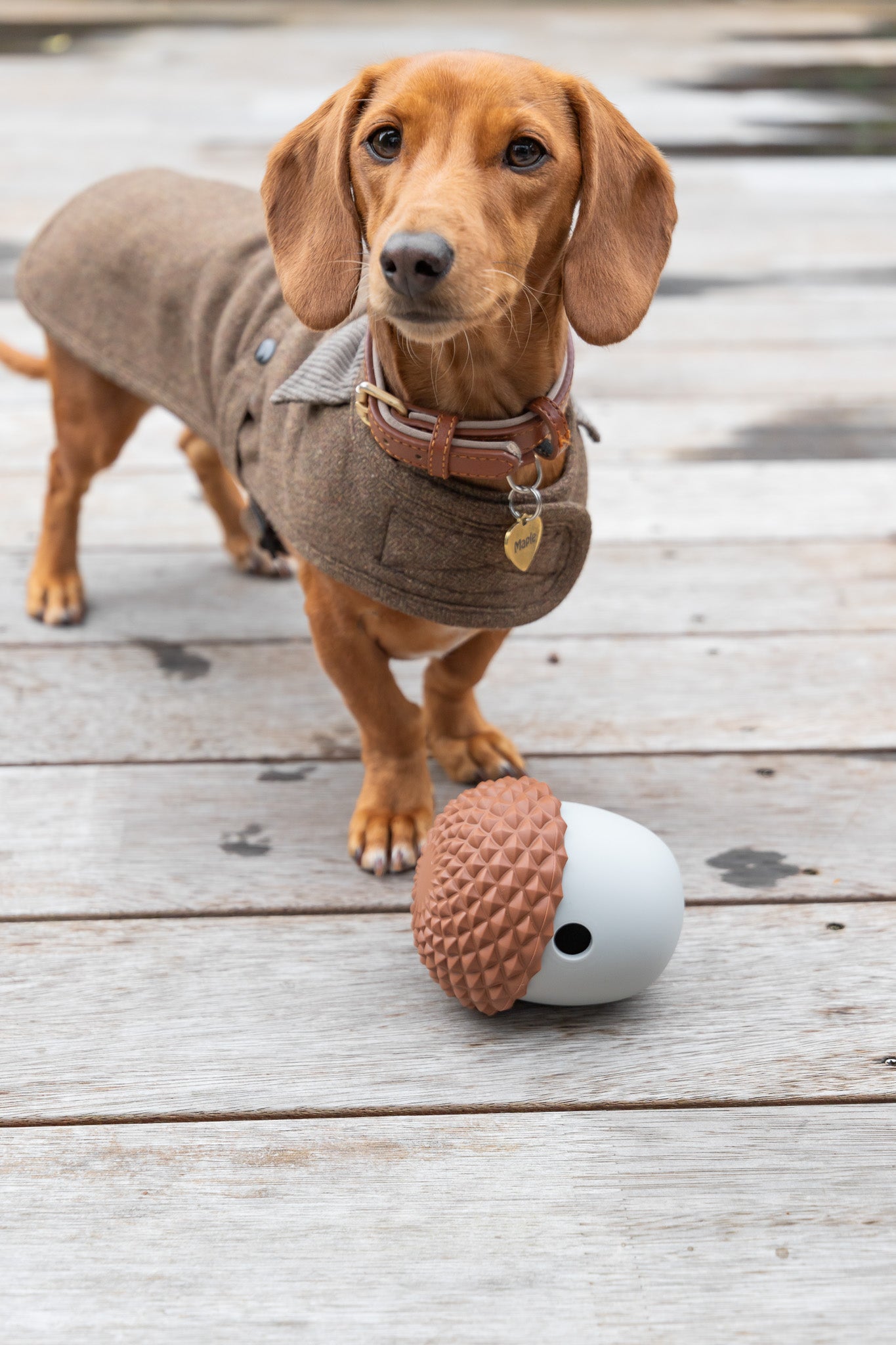 Acorn Toy