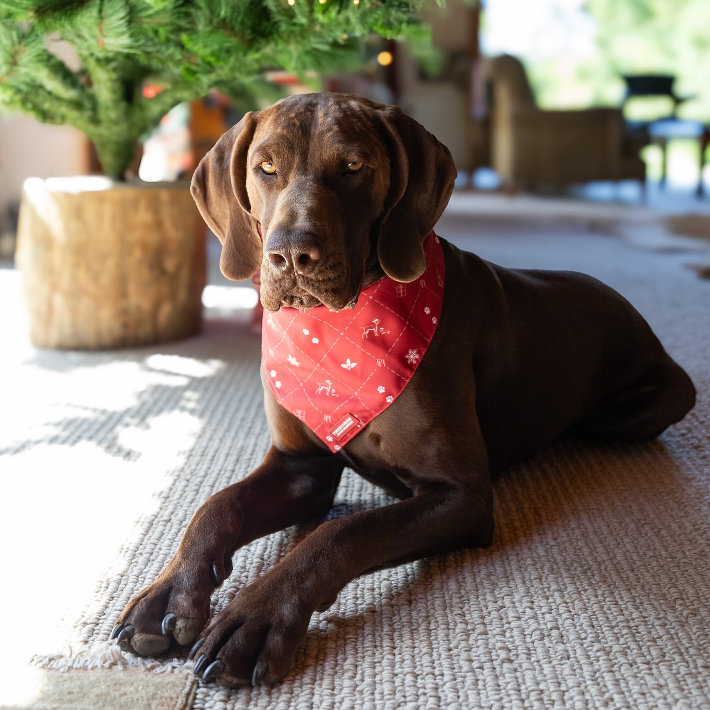 Christmas Bandana