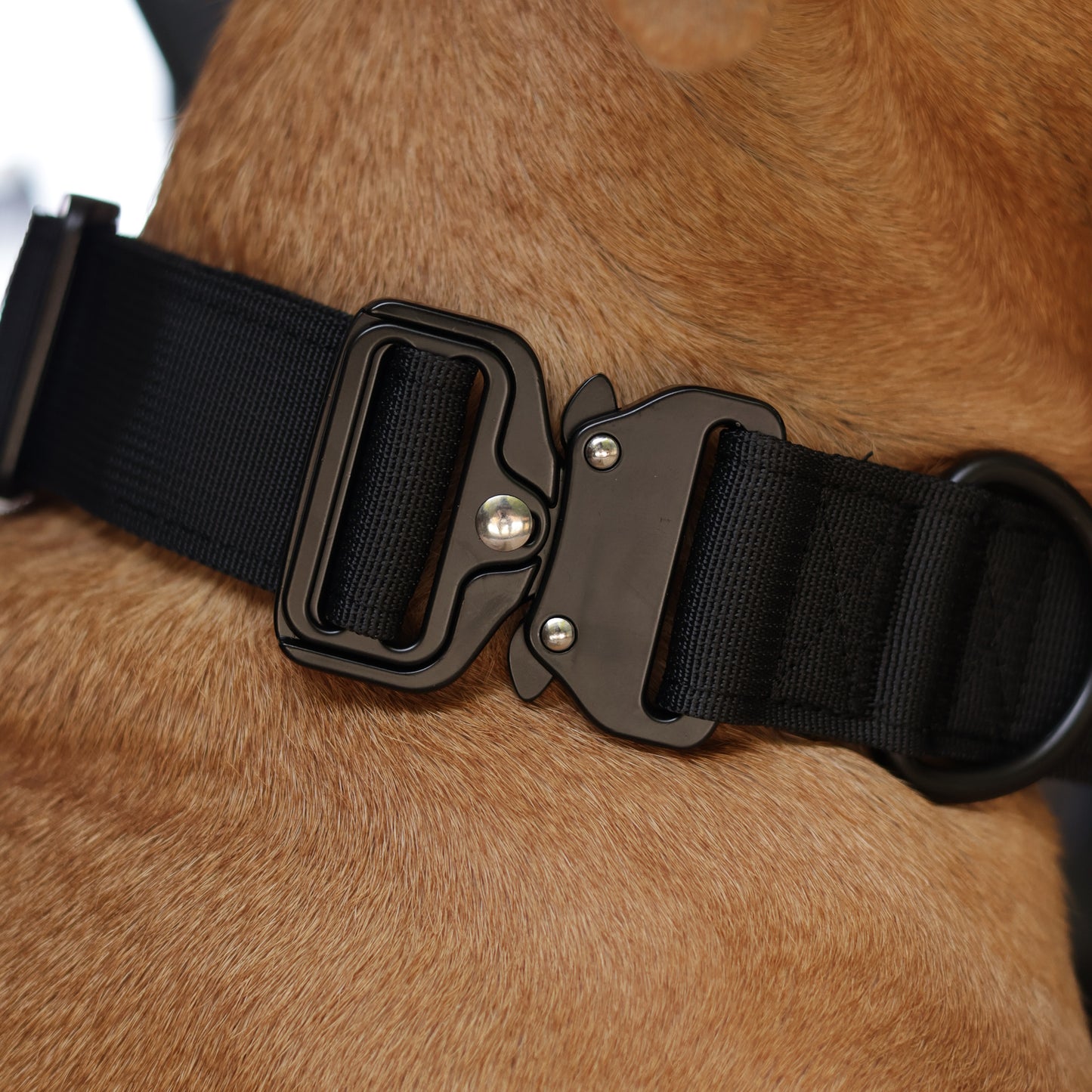 Tactical Collar - Black