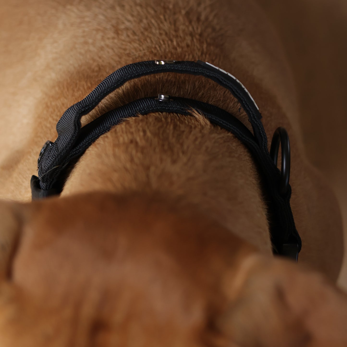 Tactical Collar - Black