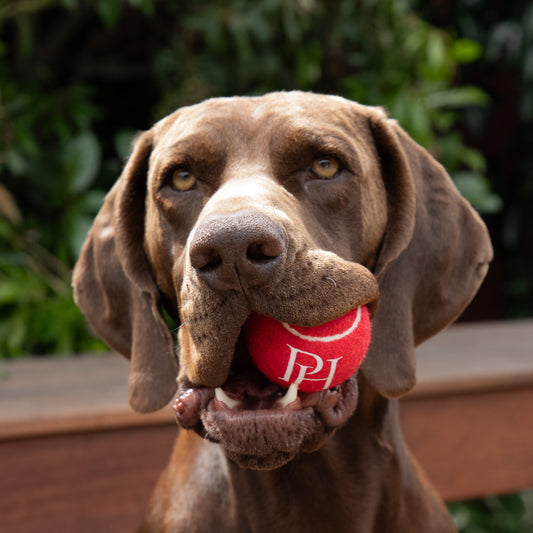 Tennis Ball - Red