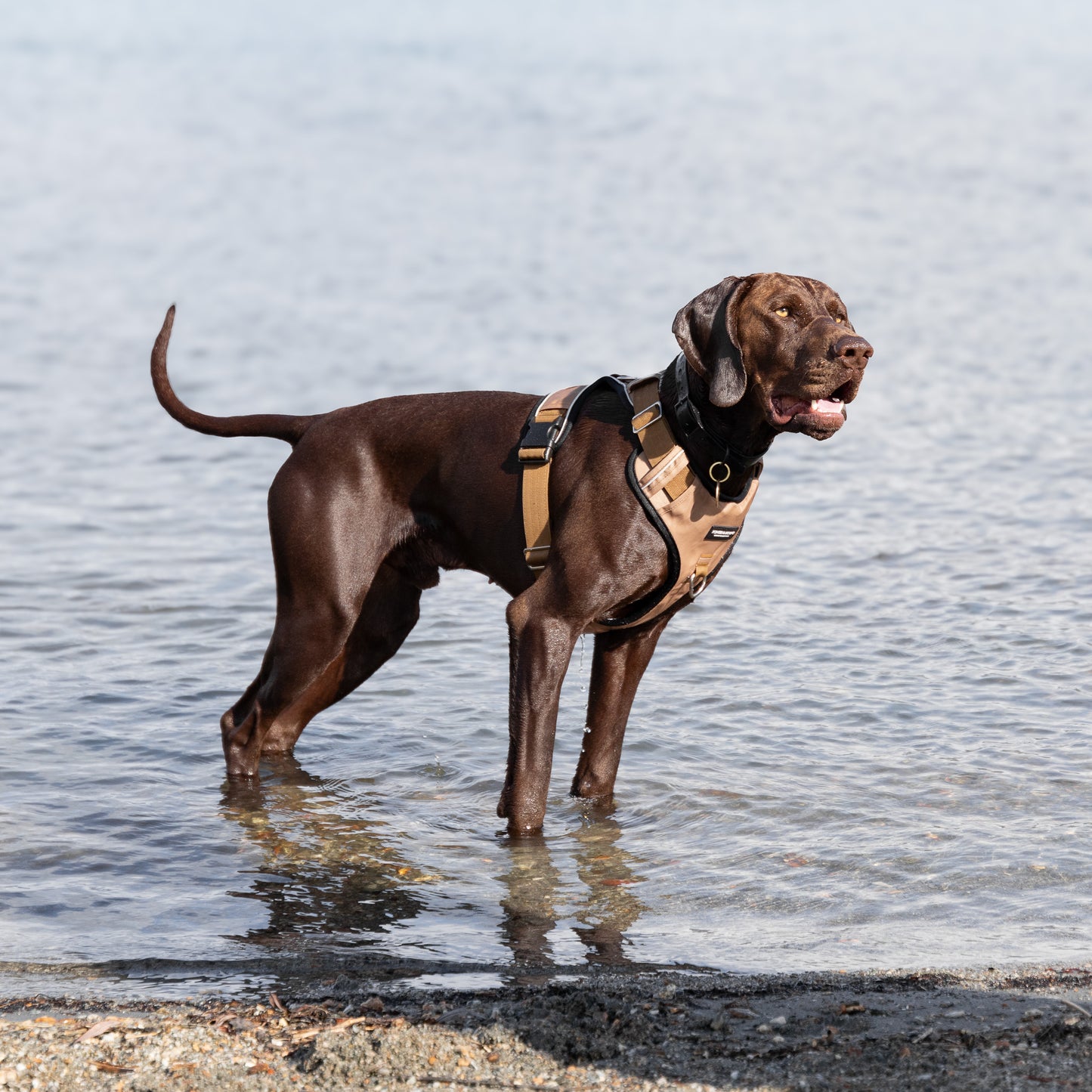 Tactical Harness - Tan