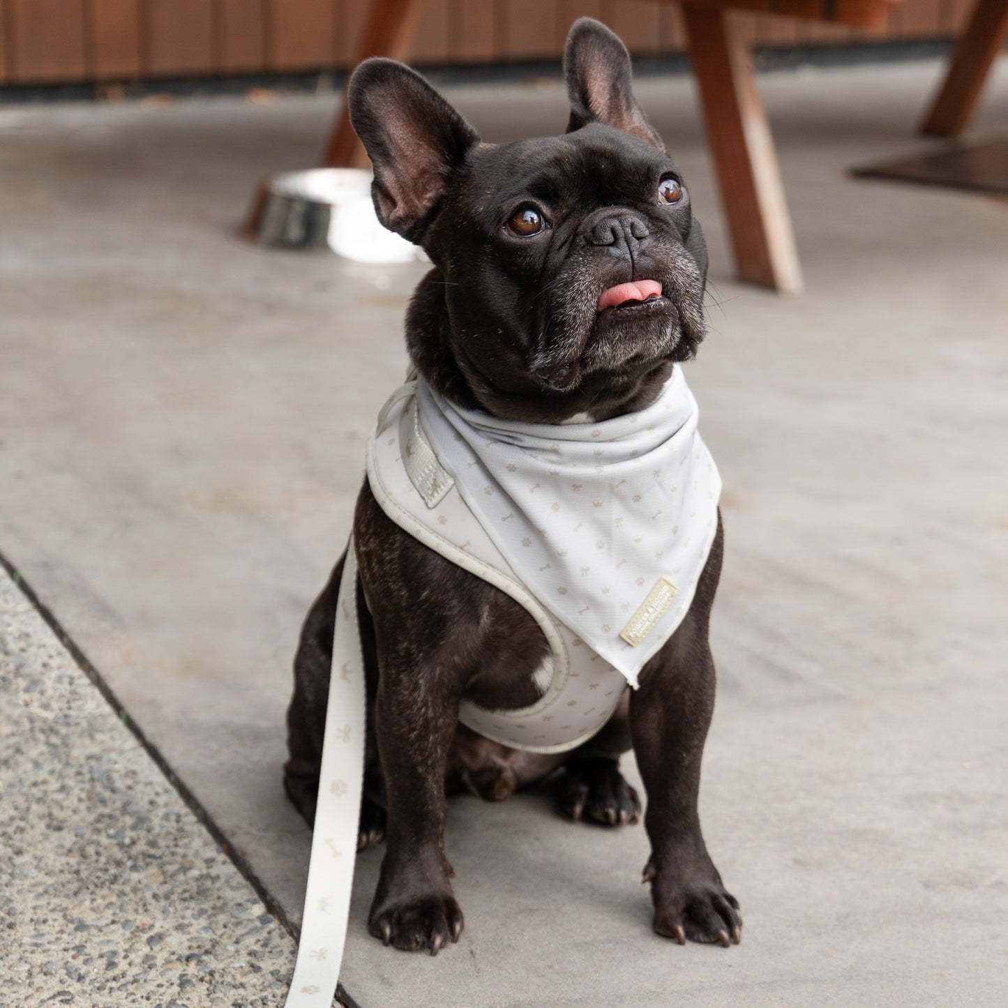 Classic Harness - Maple Print