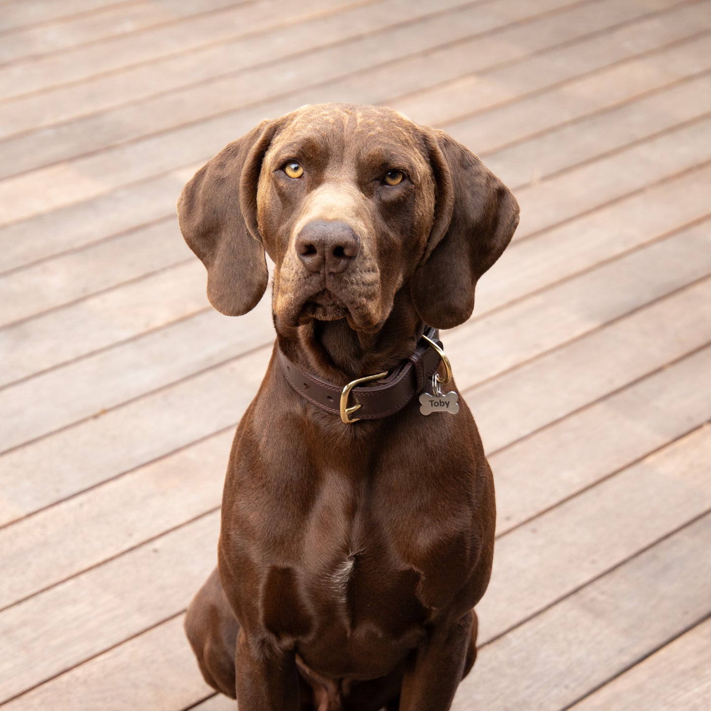 Luxe Leather Collar & Leash set - Rich Brown