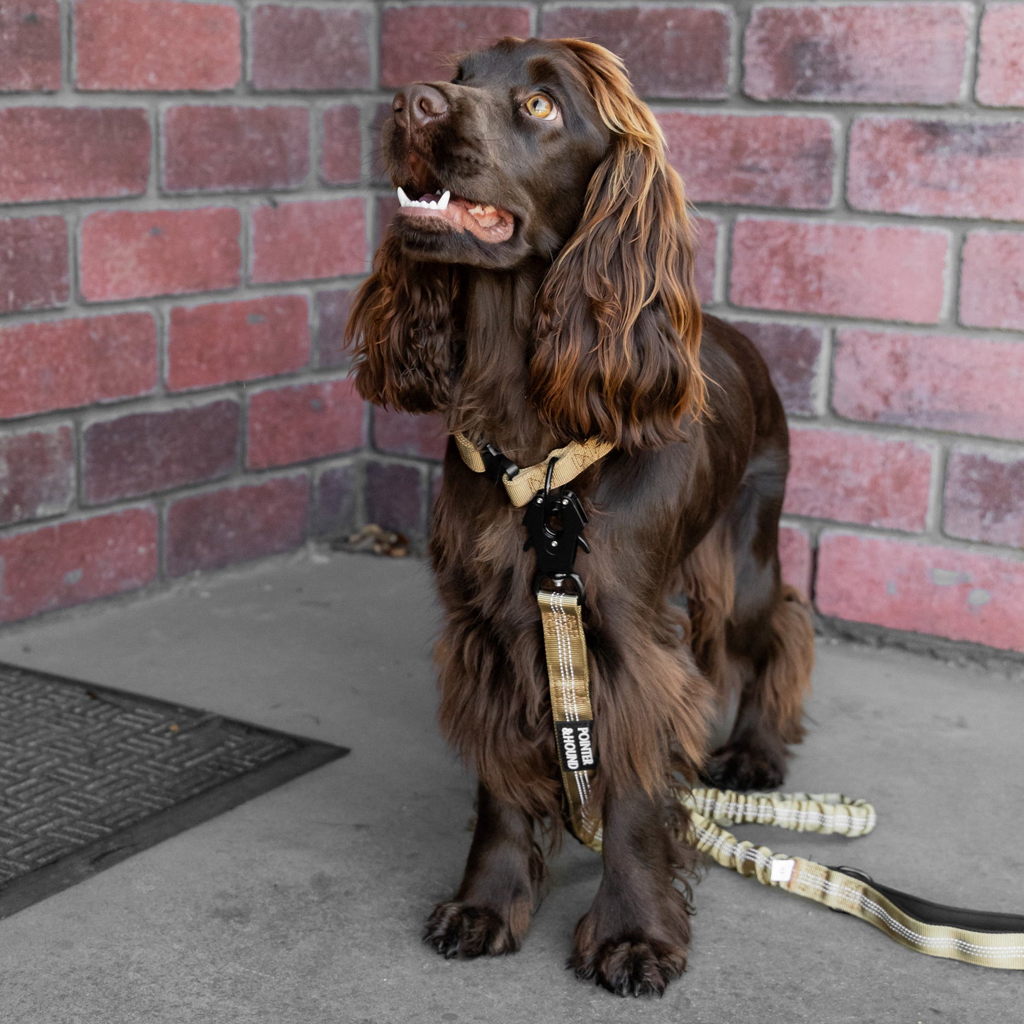 Tactical Leash - Tan
