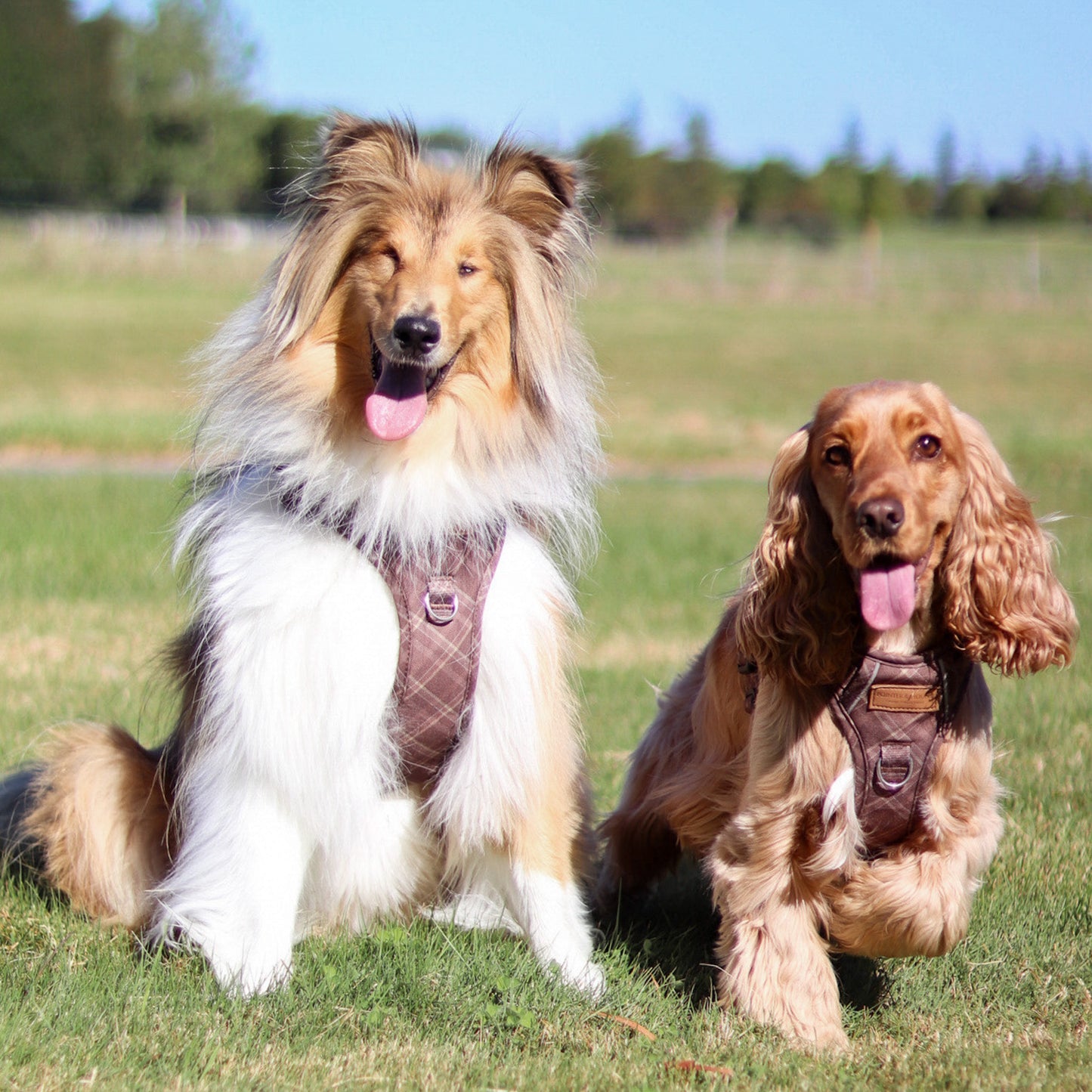 Signature Harness - Brown Tartan