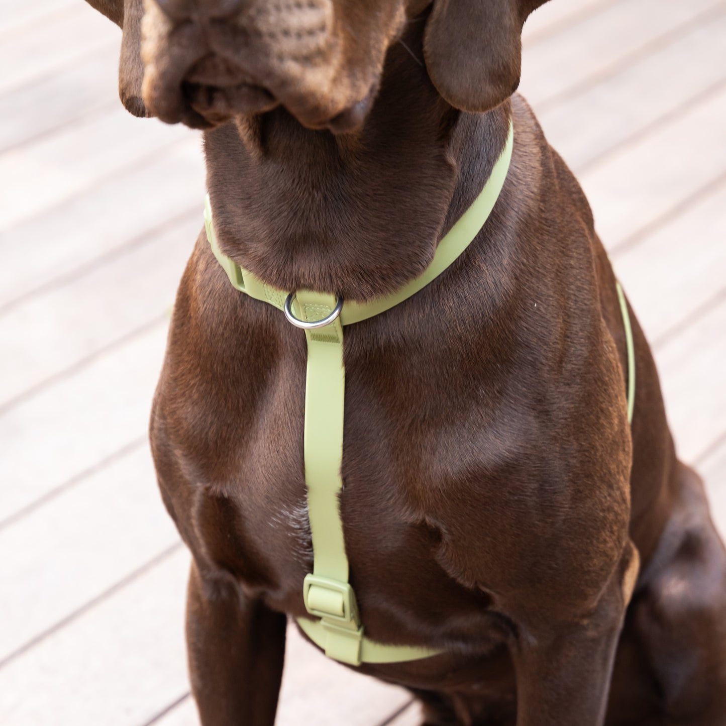 Waterproof H Strap Harness - Green