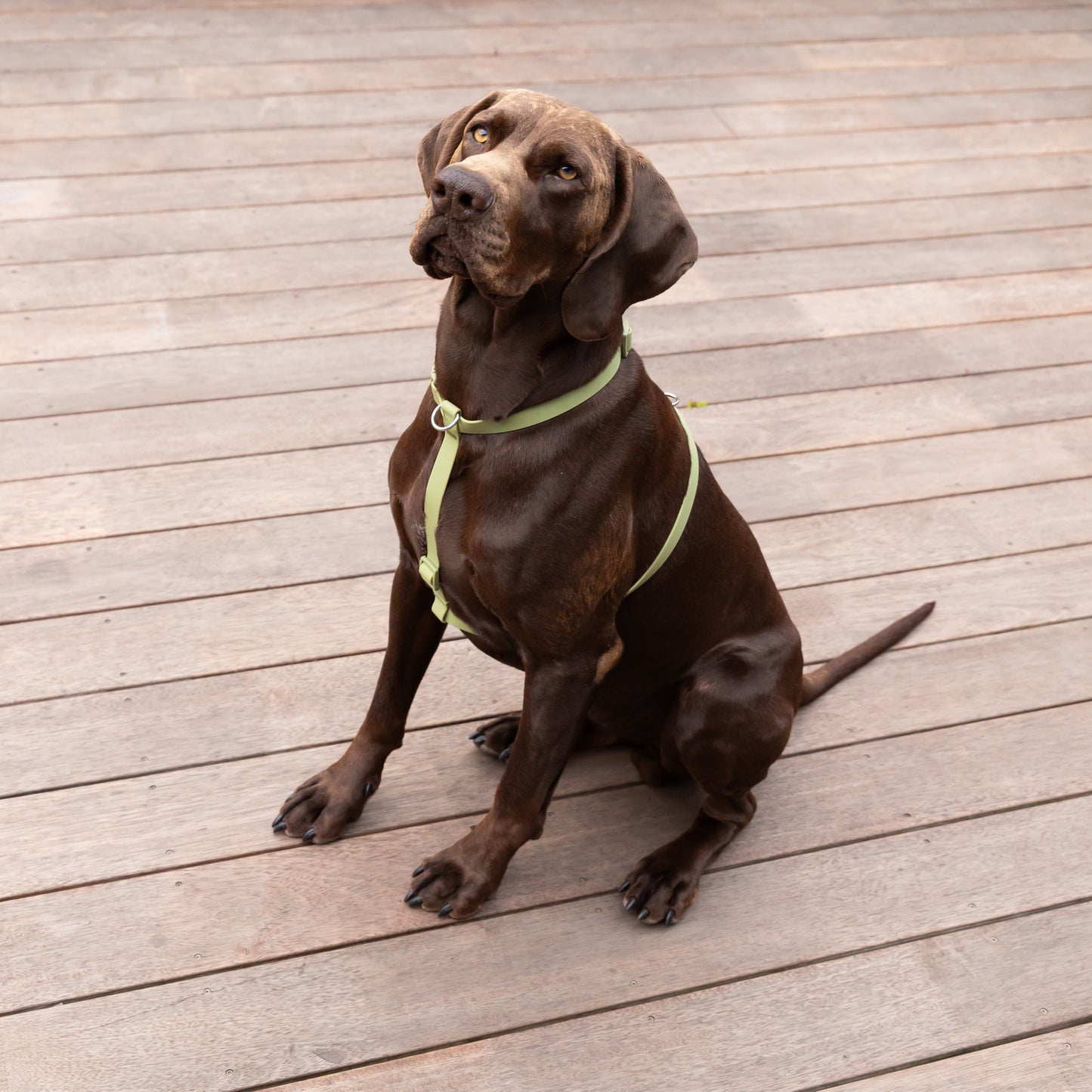 Waterproof H Strap Harness - Green