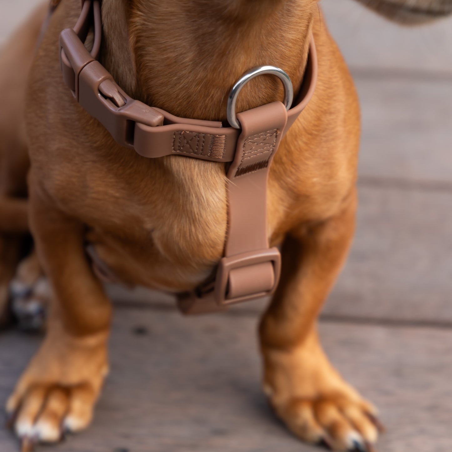 Waterproof Harness + Leash Combo - Brown